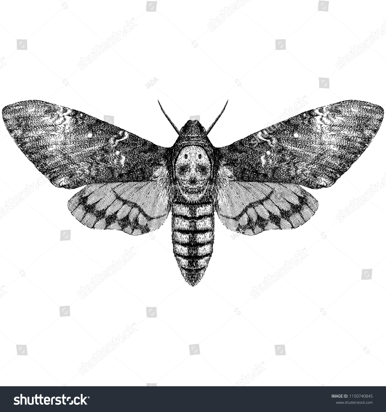 Deaths Head Hawkmoth Acherontia Styx 库存矢量图 免版税