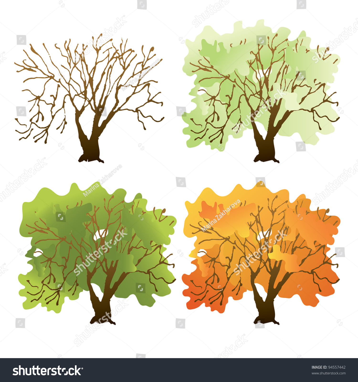 Deciduous Tree During Different Seasonsused Linear Stock Vector ...