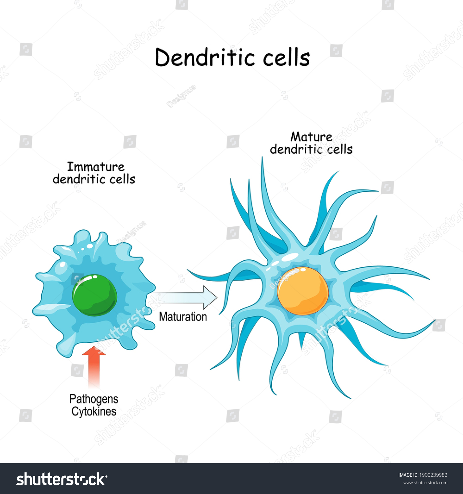 Dendritic Cell Antigenpresenting Cells Immune System: Vector Có Sẵn (miễn Phí Bản Quyền ...