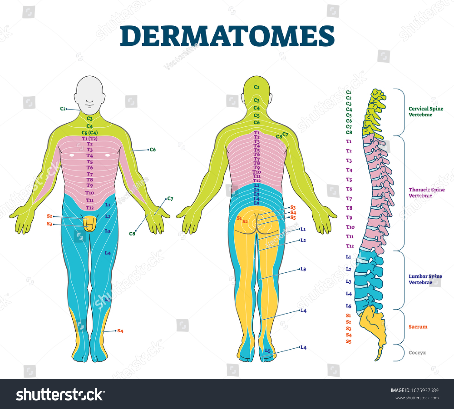 Skin Dermatomes Diagram