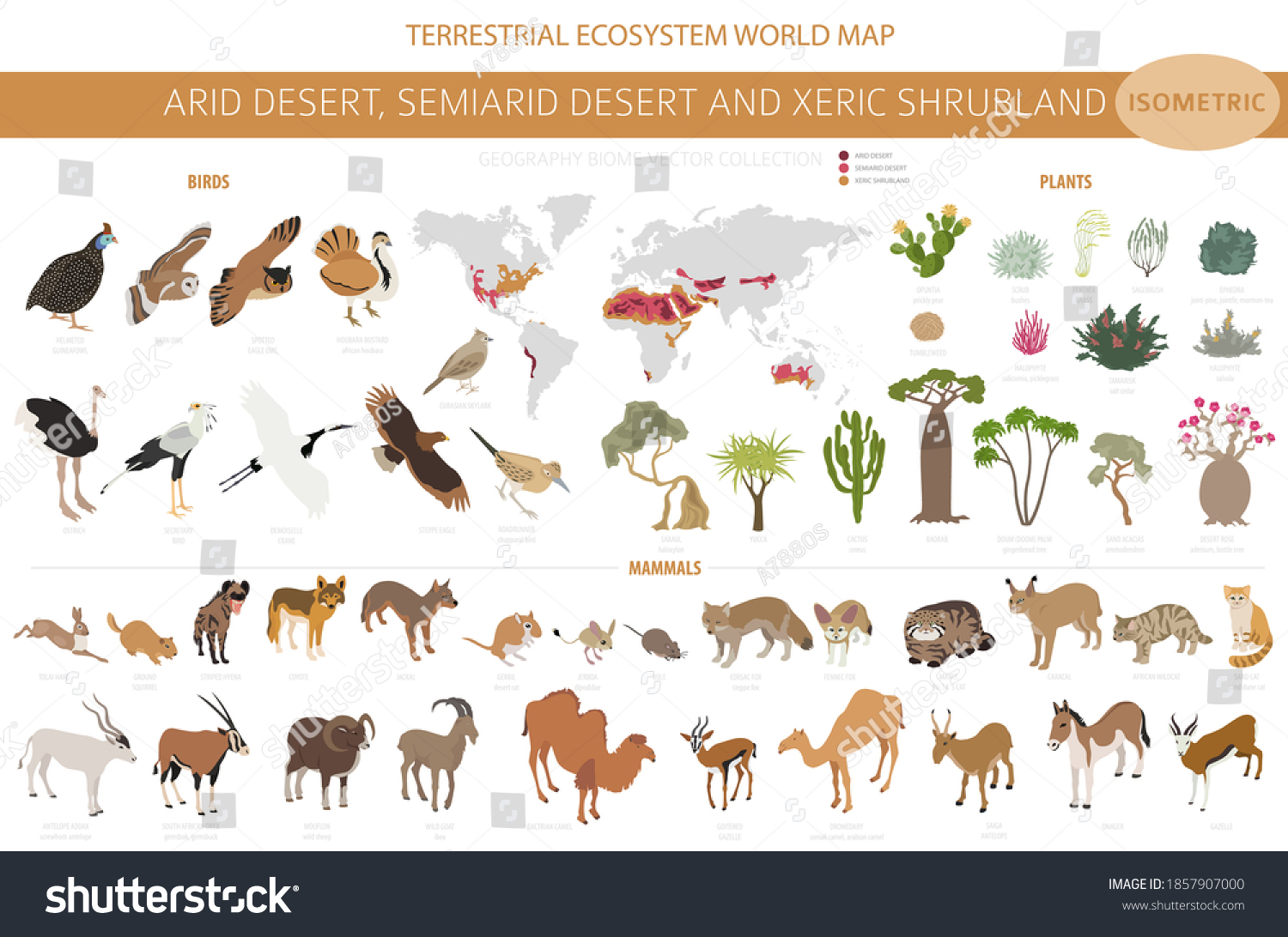 SVG of Desert biome, xeric shrubland biome, natural region infographic. Terrestrial ecosystem world map. Animals, birds and vegetations isometric design set. Vector illustration svg