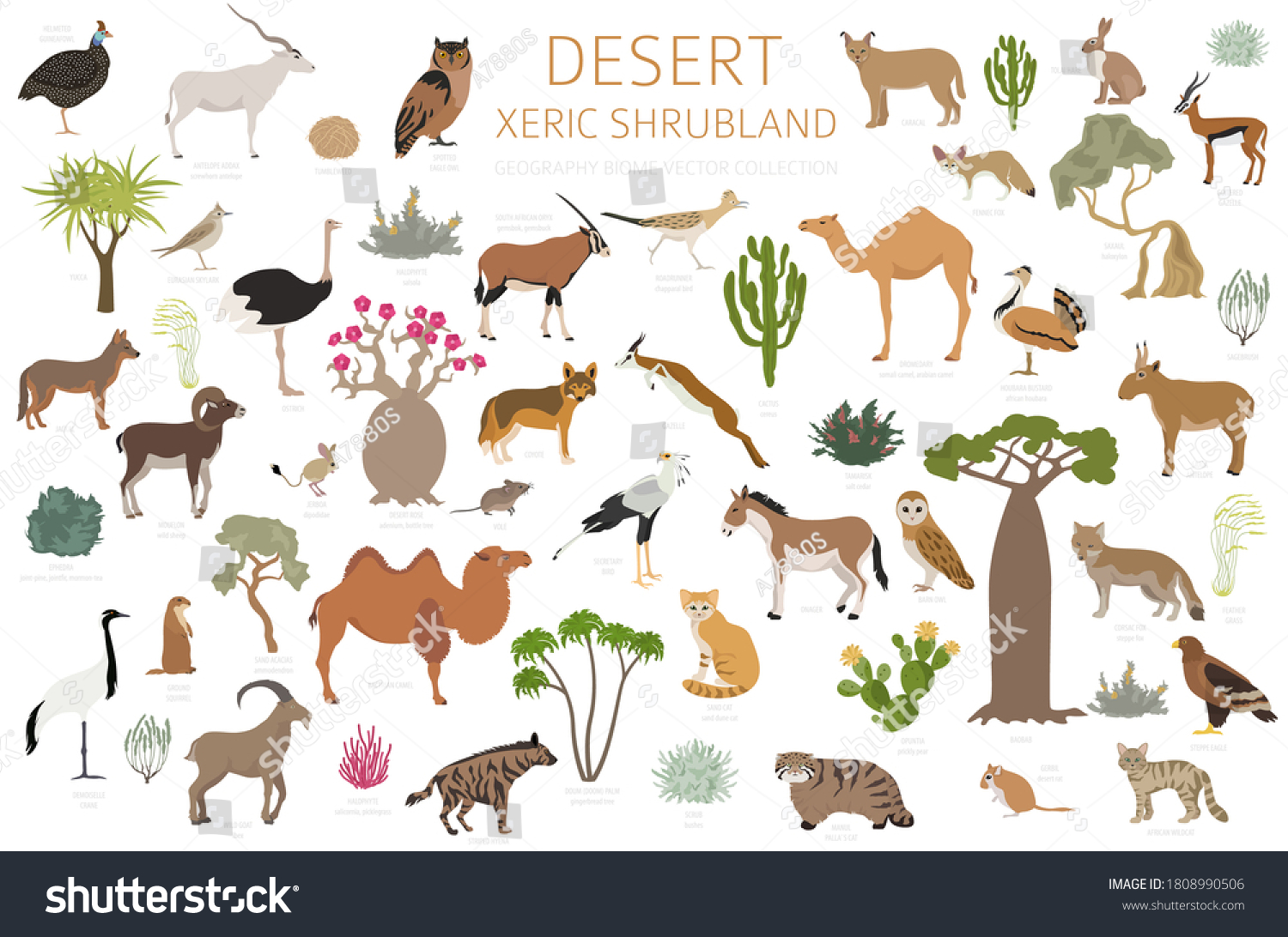 SVG of Desert biome, xeric shrubland natural region infographic. Terrestrial ecosystem world map. Animals, birds and vegetations design set. Vector illustration svg