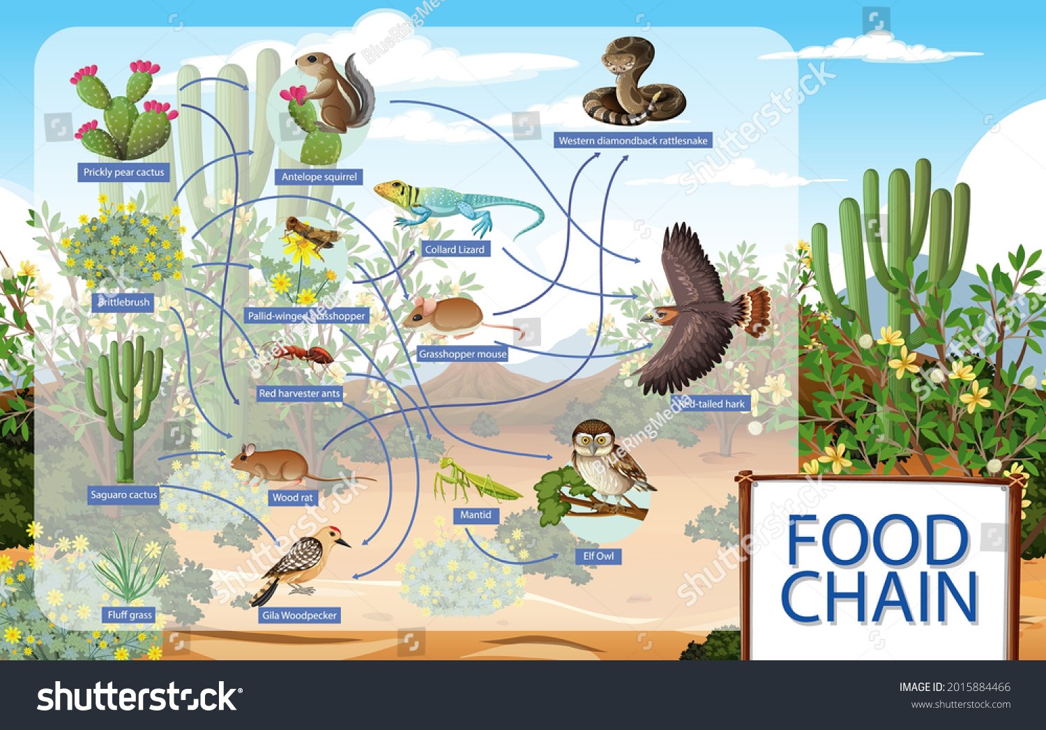 10 Best Images Of Desert Food Web Worksheet How To Dr - vrogue.co