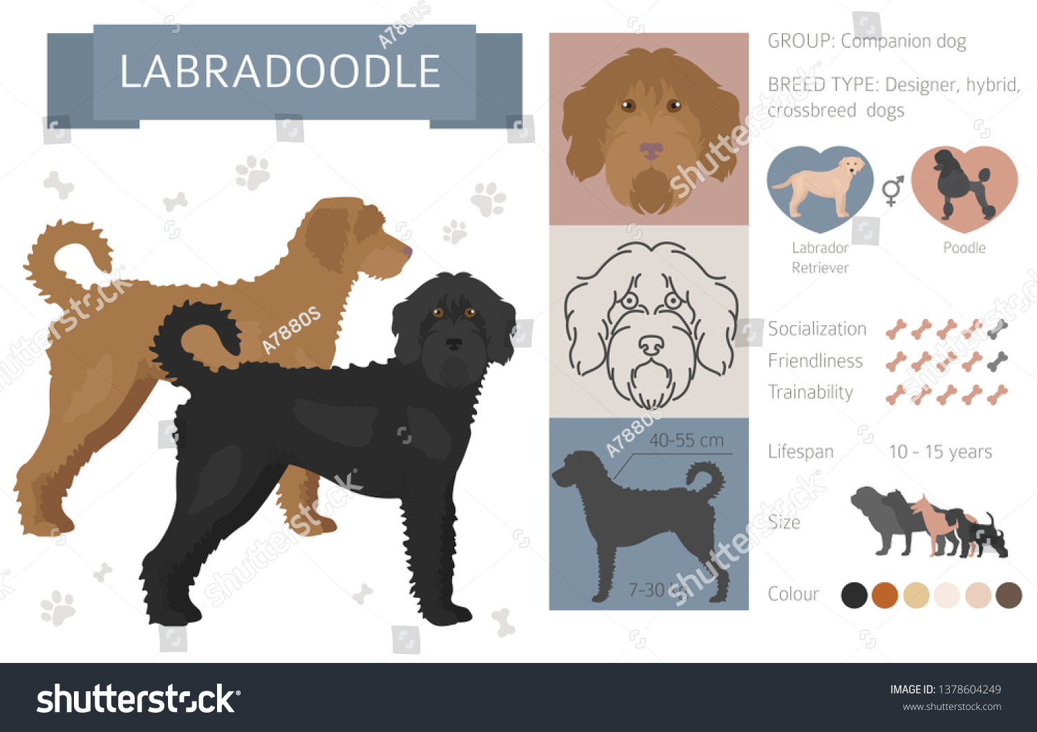 SVG of Designer, crossbreed, hybrid mix dogs collection isolated on white. Flat style clipart set. Vector illustration svg