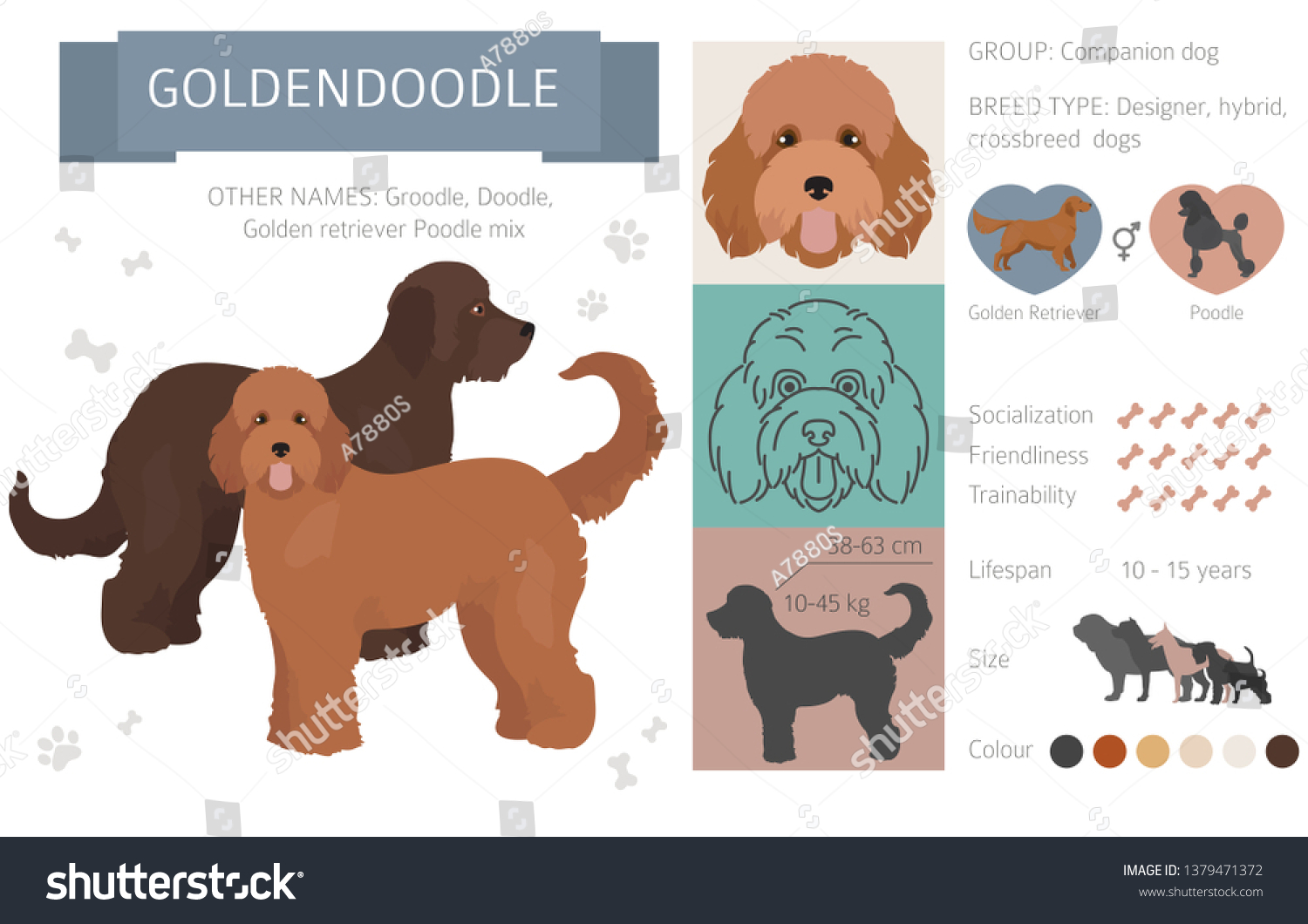 SVG of Designer, crossbreed, hybrid mix dogs collection isolated on white. Flat style clipart set. Vector illustration svg