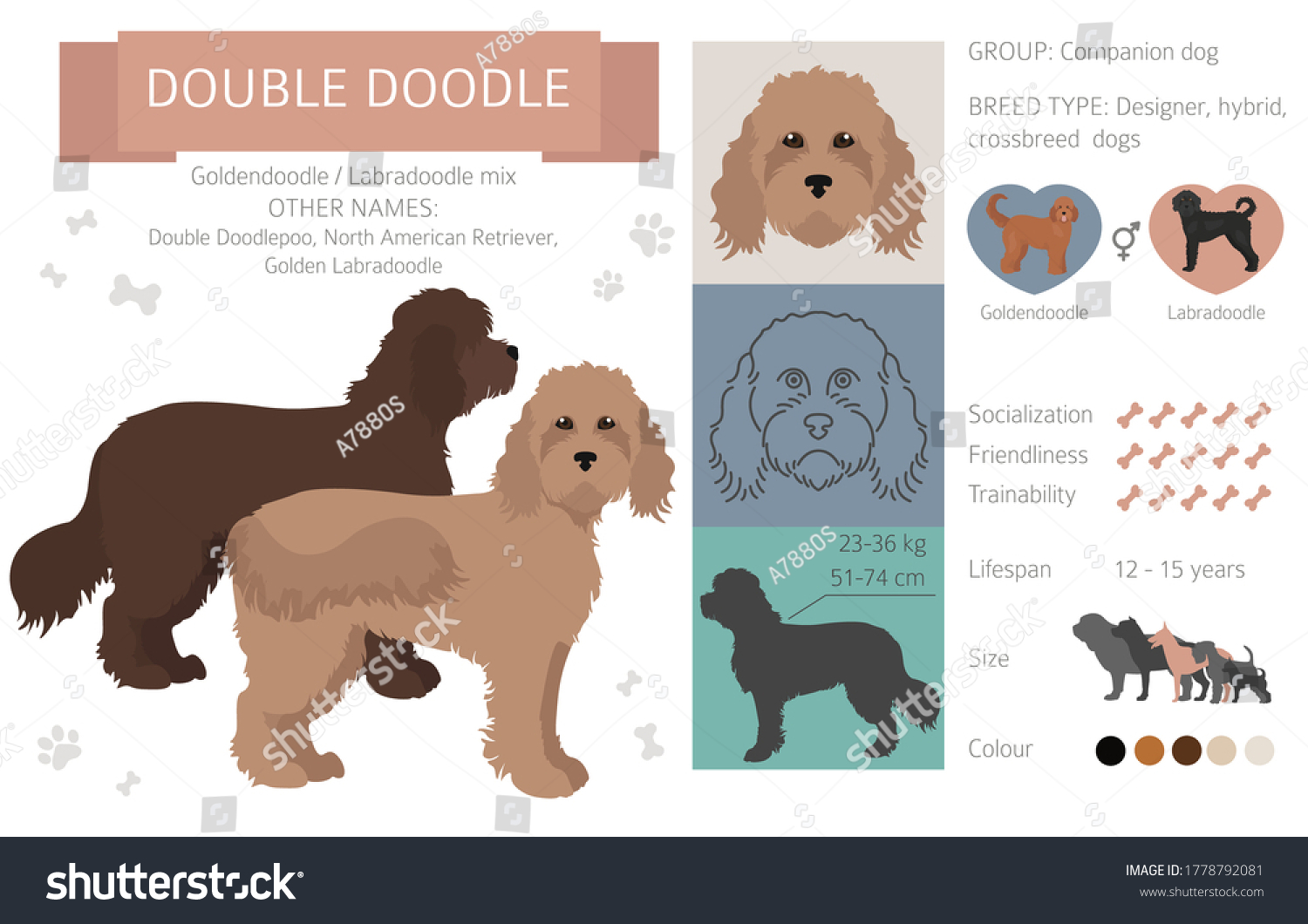 SVG of Designer dogs, crossbreed, hybrid mix pooches collection isolated on white. Double doodle flat style clipart infographic. Vector illustration svg