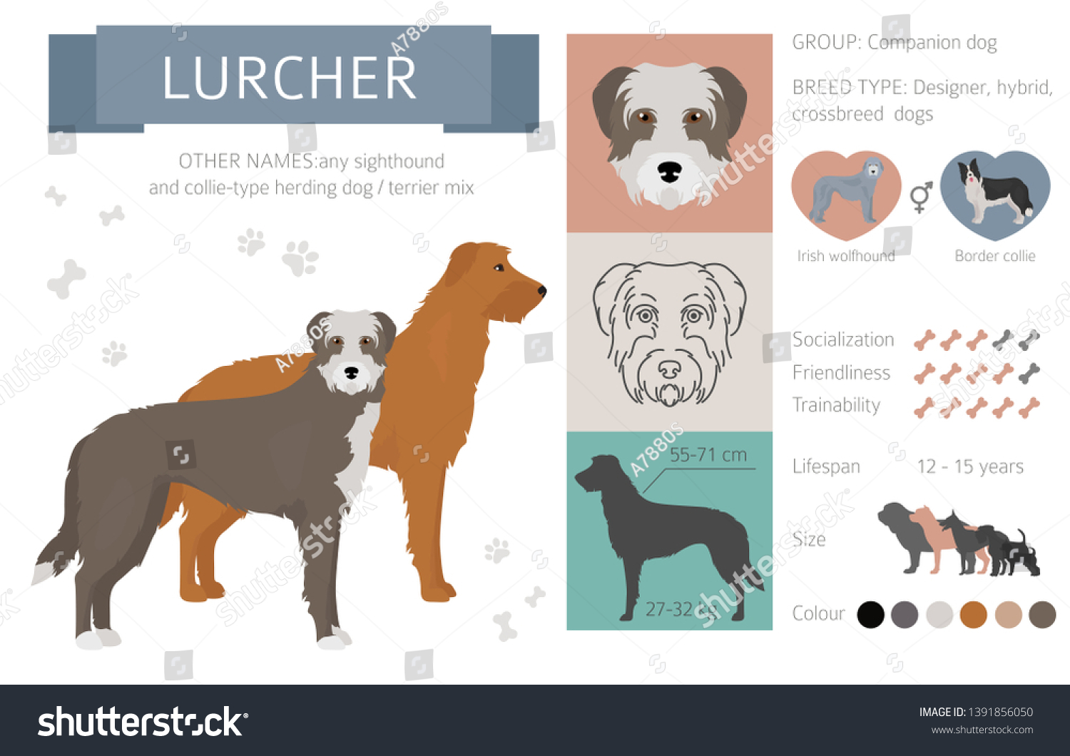 SVG of Designer dogs, crossbreed, hybrid mix pooches collection isolated on white. Flat style clipart infographic. Vector illustration svg