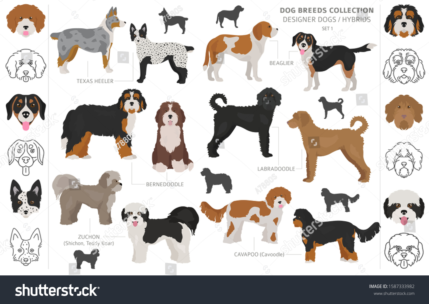 SVG of Designer dogs, crossbreed, hybrid mix pooches collection isolated on white. Flat style clipart dog set. Vector illustration svg