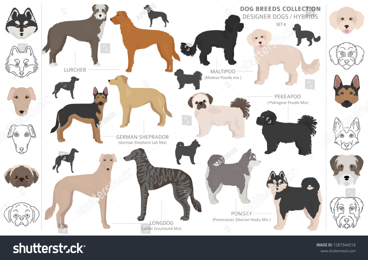 SVG of Designer dogs, crossbreed, hybrid mix pooches collection isolated on white. Flat style clipart dog set. Vector illustration svg