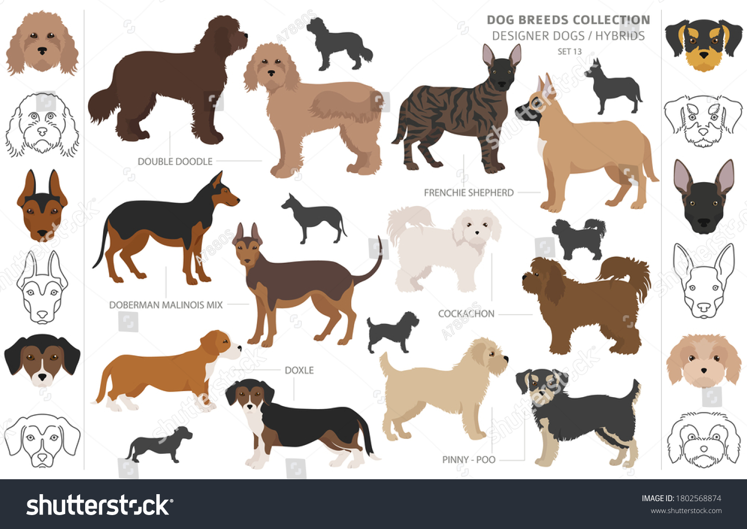 3 Cocker spaniel bichon frise mix Images, Stock Photos & Vectors ...