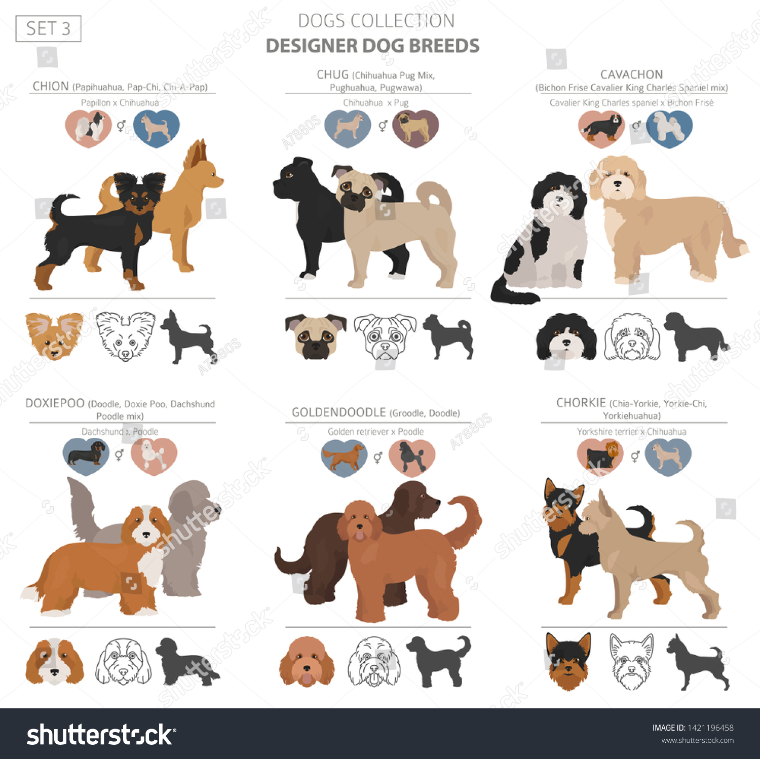 2 Chorkie poo Images, Stock Photos & Vectors | Shutterstock