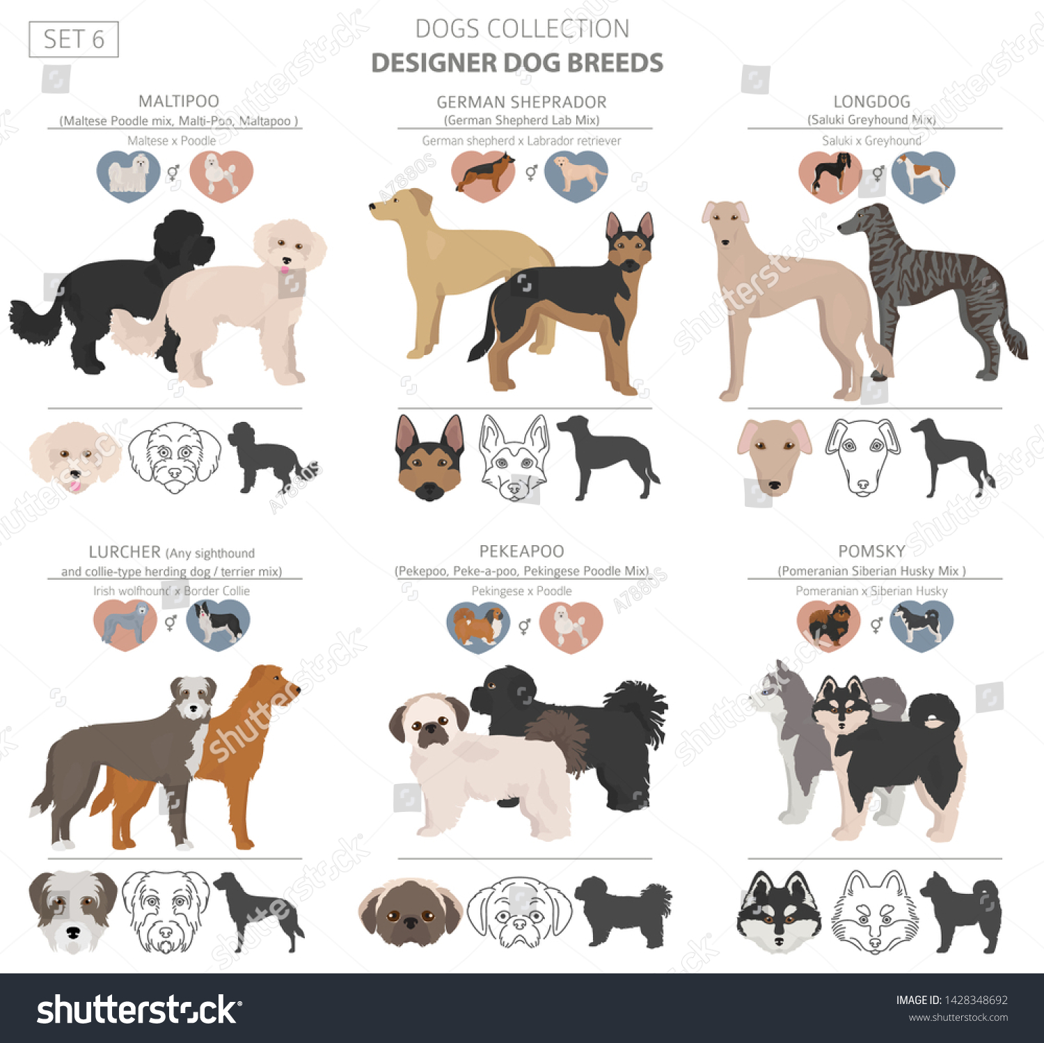 SVG of Designer dogs, crossbreed, hybrid mix pooches collection isolated on white. Flat style clipart set. Vector illustration svg