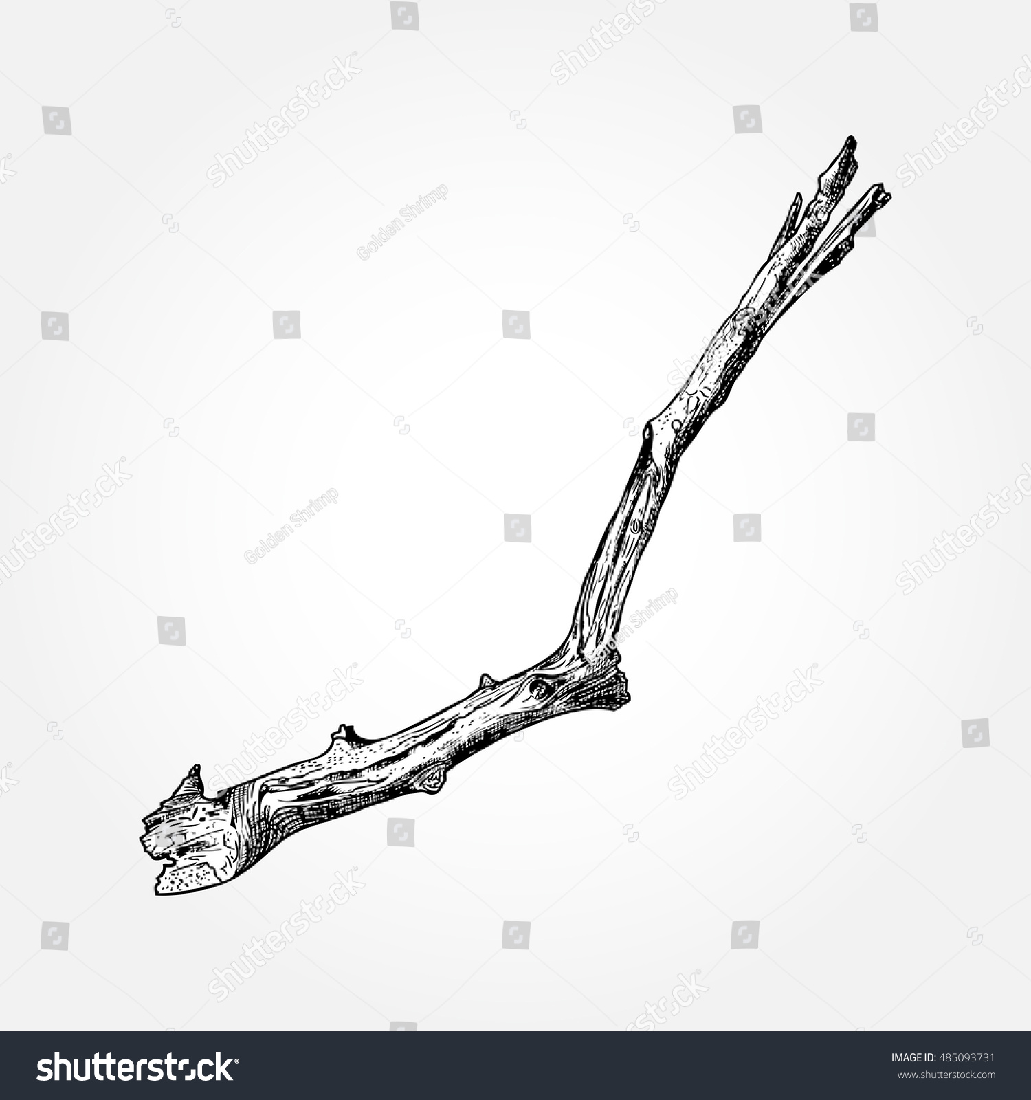 Detailed Precise Ink Drawing Wood Twig Stock Vector 485093731