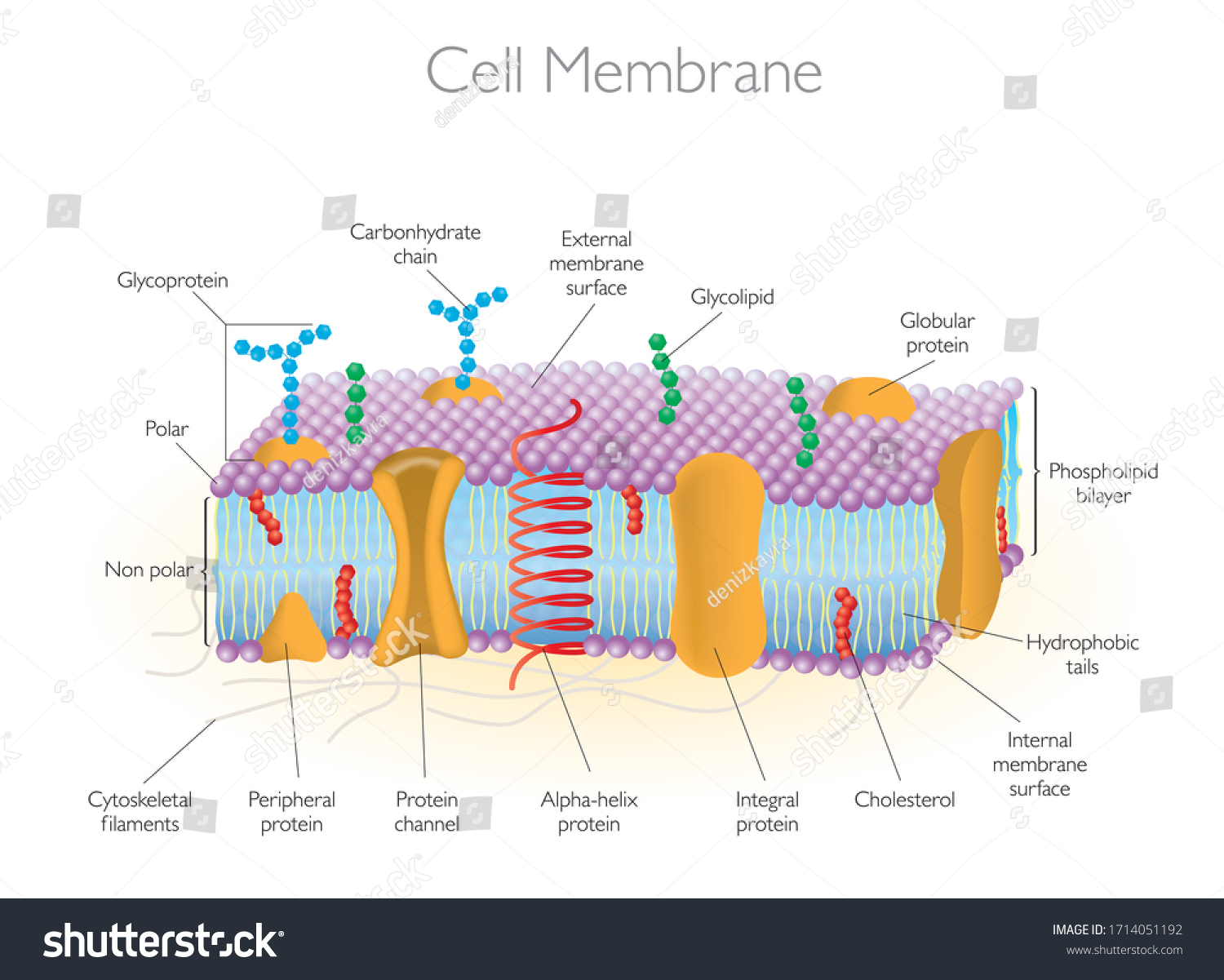 Detailed Diagram Models Cell Membrane Stock Vector (Royalty Free ...