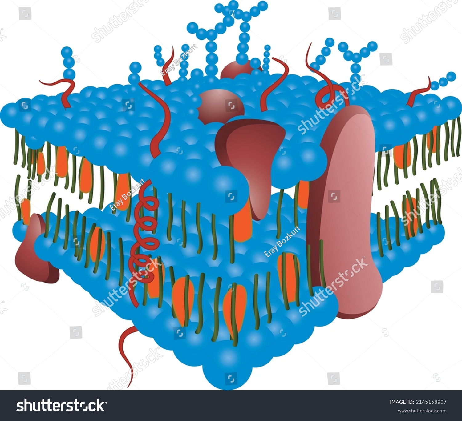 lipid bilayer drawing object illustrator download