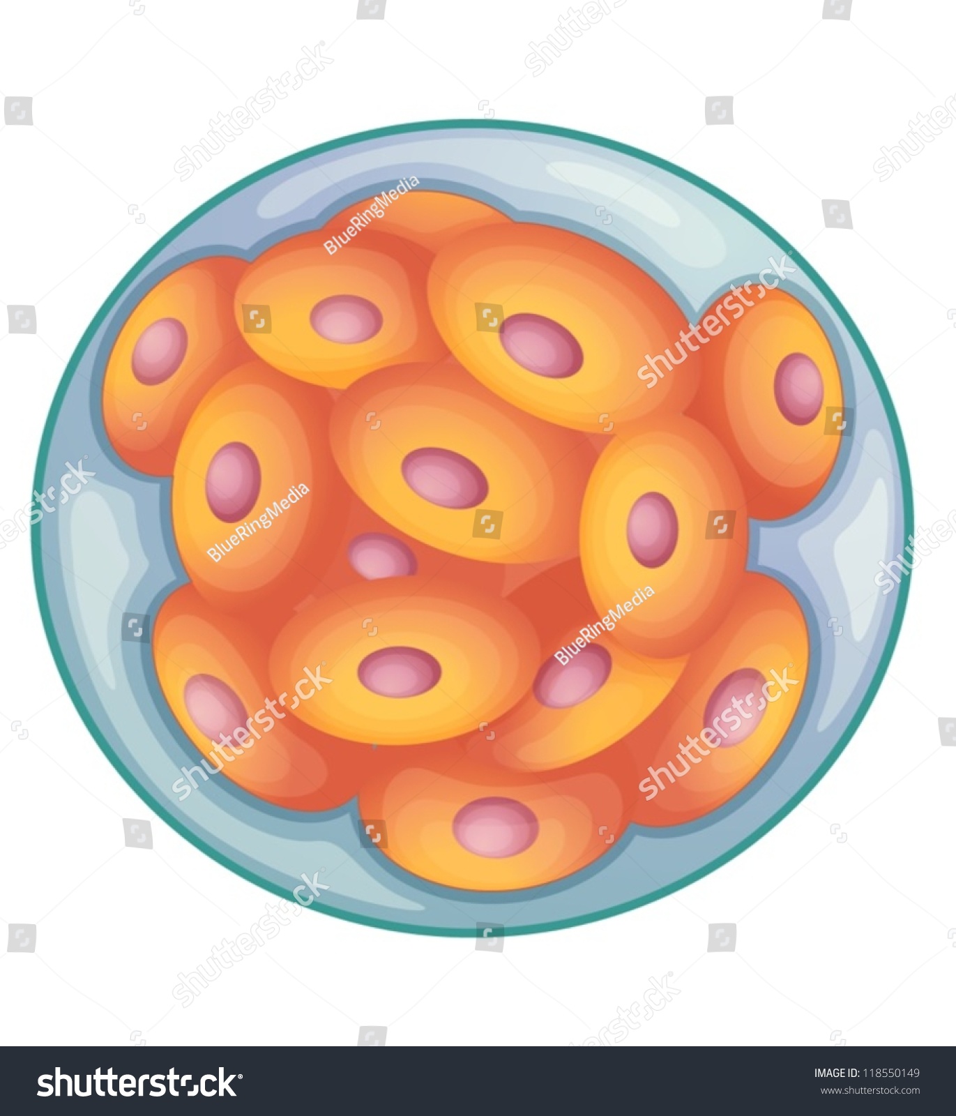 Detailed Diagram Of A Morula Stock Vector Illustration 118550149 ...