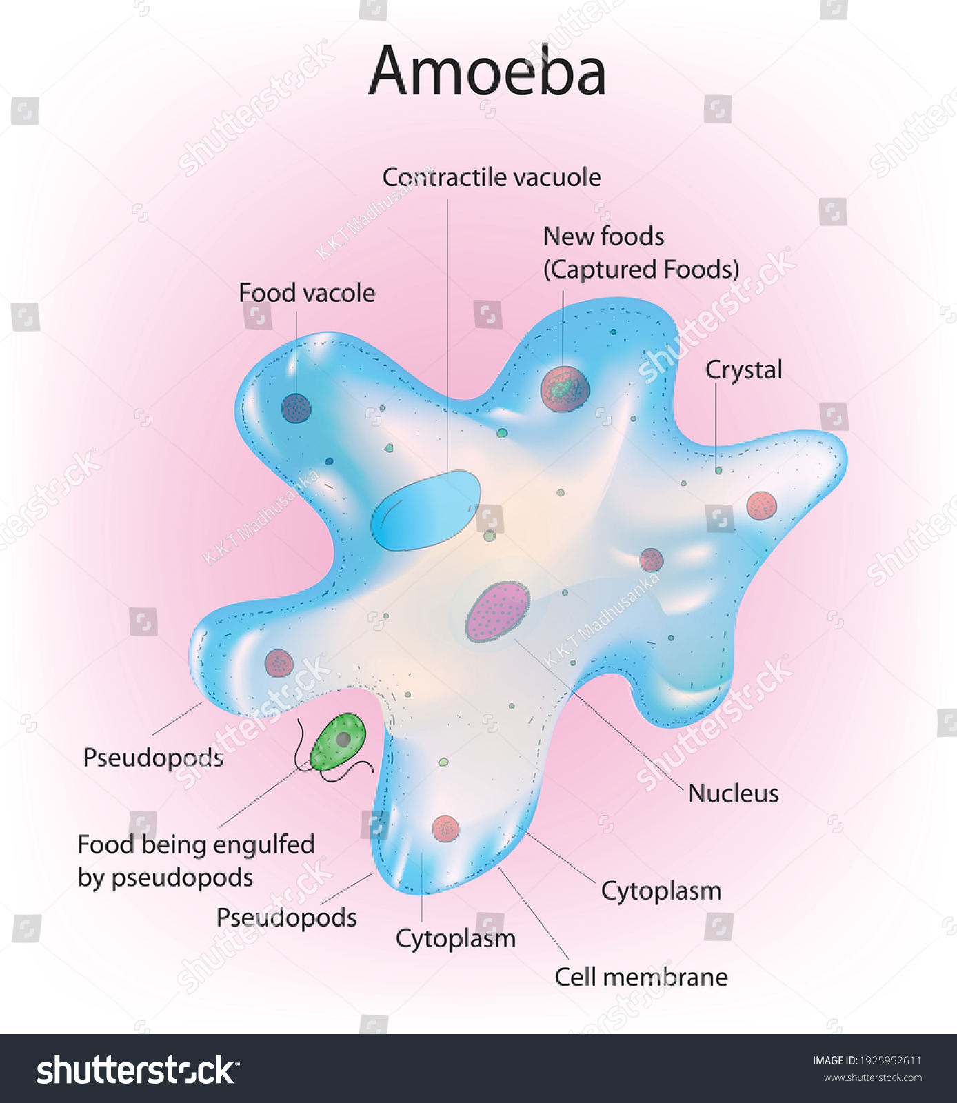 Detailed Diagram Amoeba Cell Stock Vector Royalty Free 1925952611