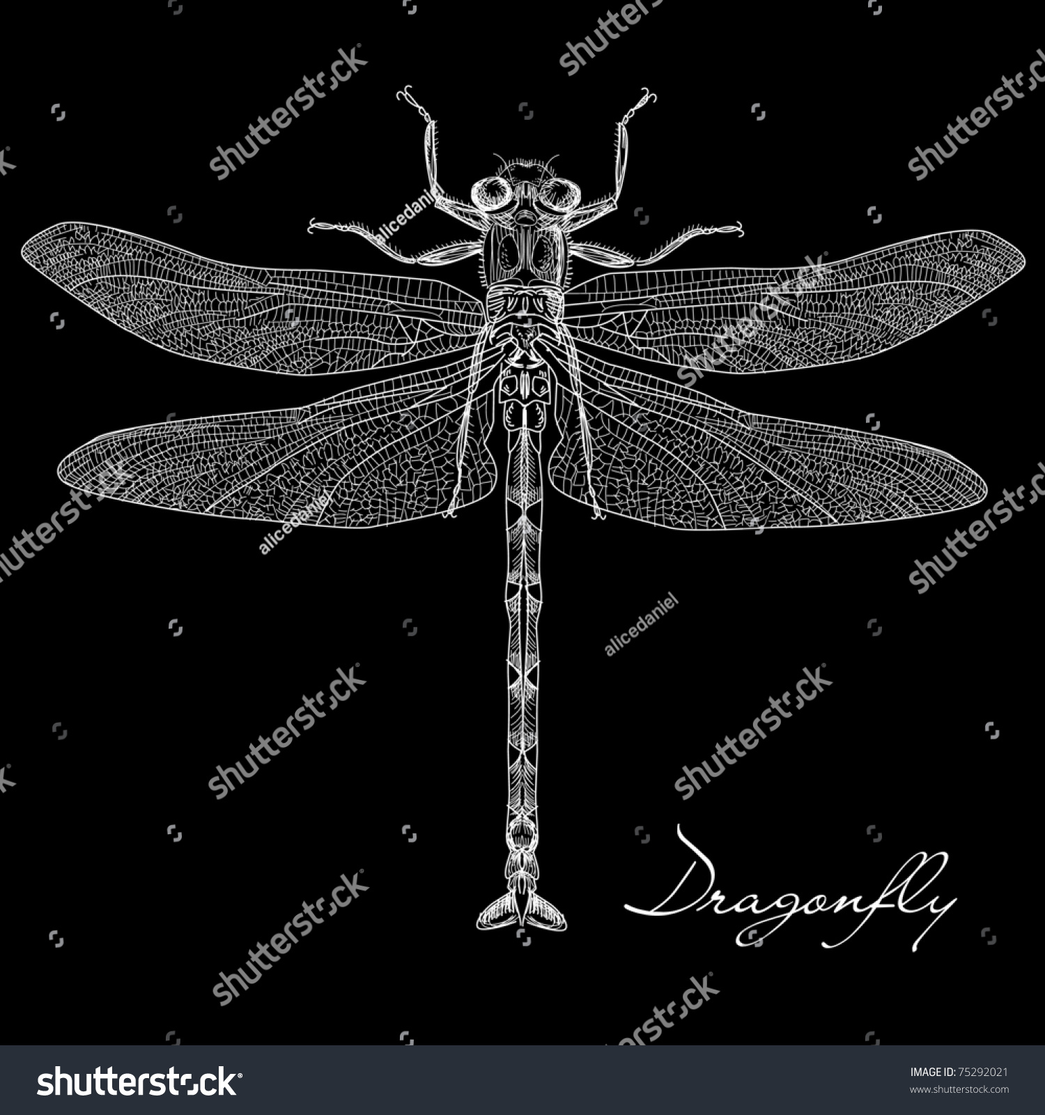 Detailed Dragonfly Vector - 75292021 : Shutterstock
