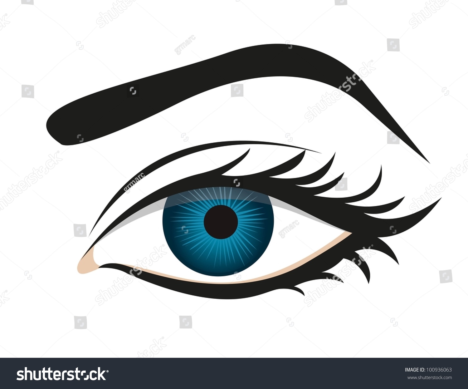Detailed Eye Lashes And Eyebrows, Vector Illustration - 100936063 ...