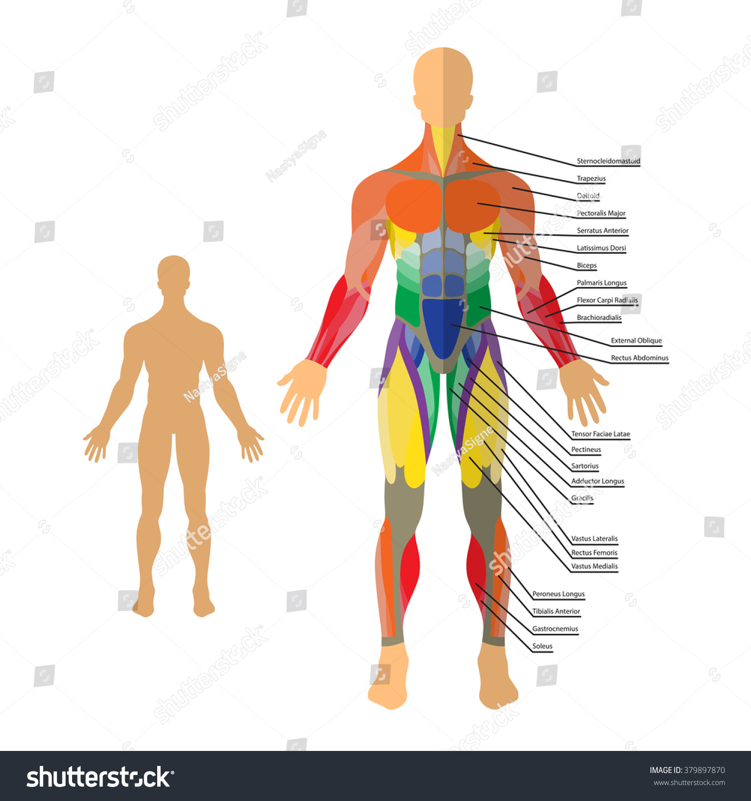 Detailed Illustration Of Human Muscles. Exercise And Muscle Guide. Gym ...