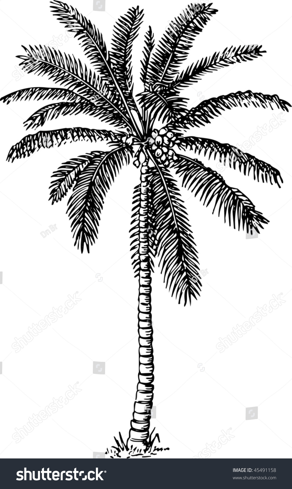 Detailed Palm Tree Stock Vector Illustration 45491158 : Shutterstock