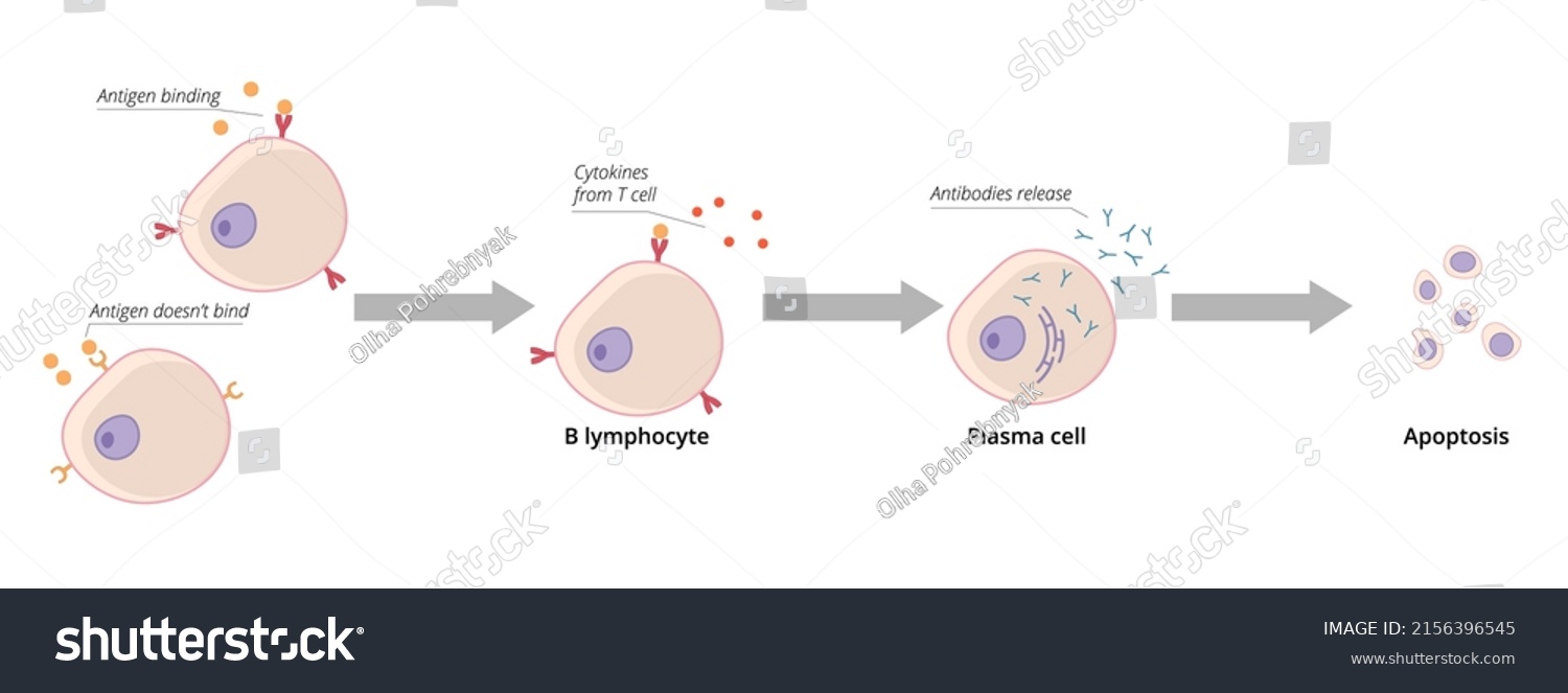 Detailed Scheme B Cell Activation Mature Stock Vector (Royalty Free ...