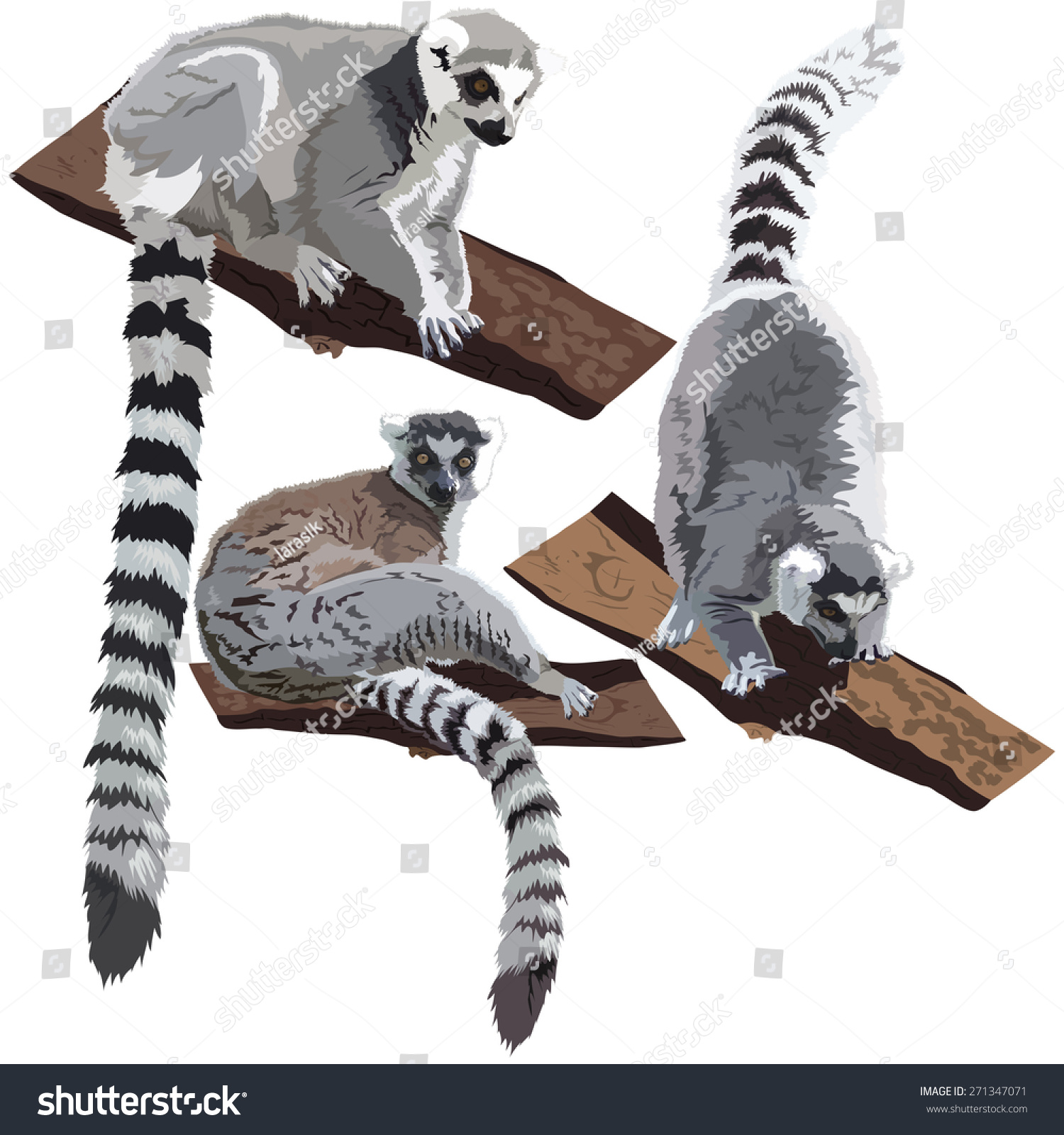 Detailed Vector Illustration Of A Lemurs - 271347071 : Shutterstock