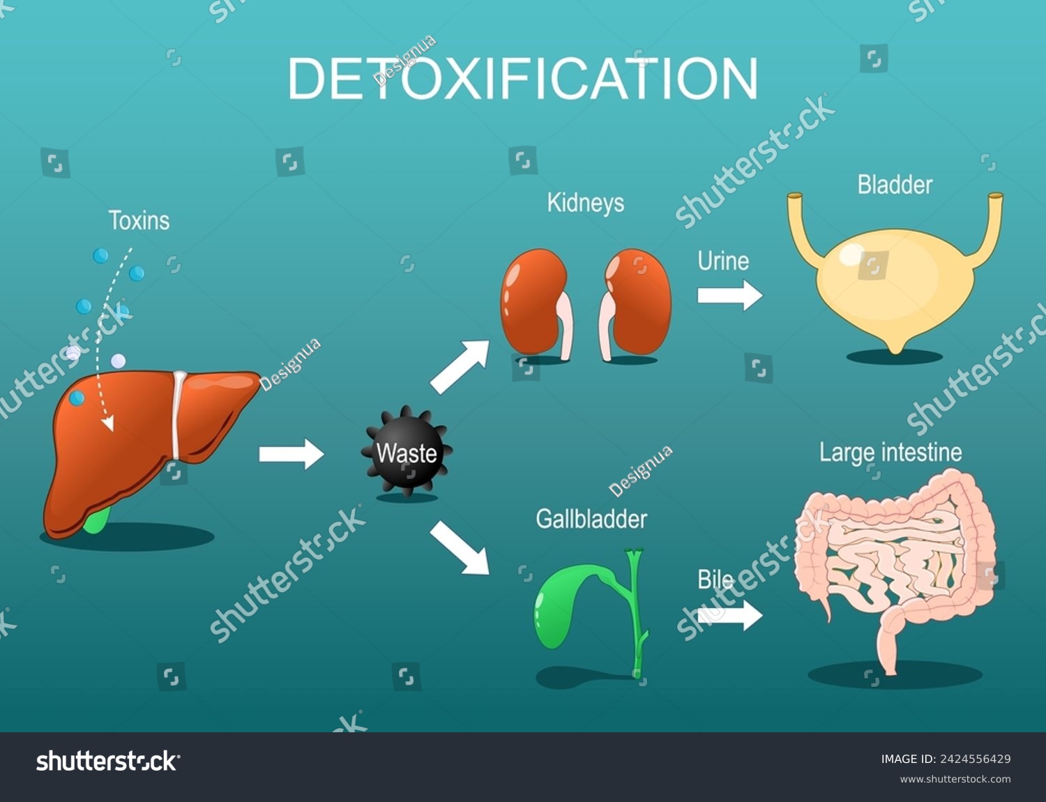 SVG of Detoxification. Detox Pathways Explained. From entering toxins in liver to Neutralize and eliminated via kidneys and gallbladder.   Alcohol and Drug metabolism. Toxin clearance. Vector poster svg