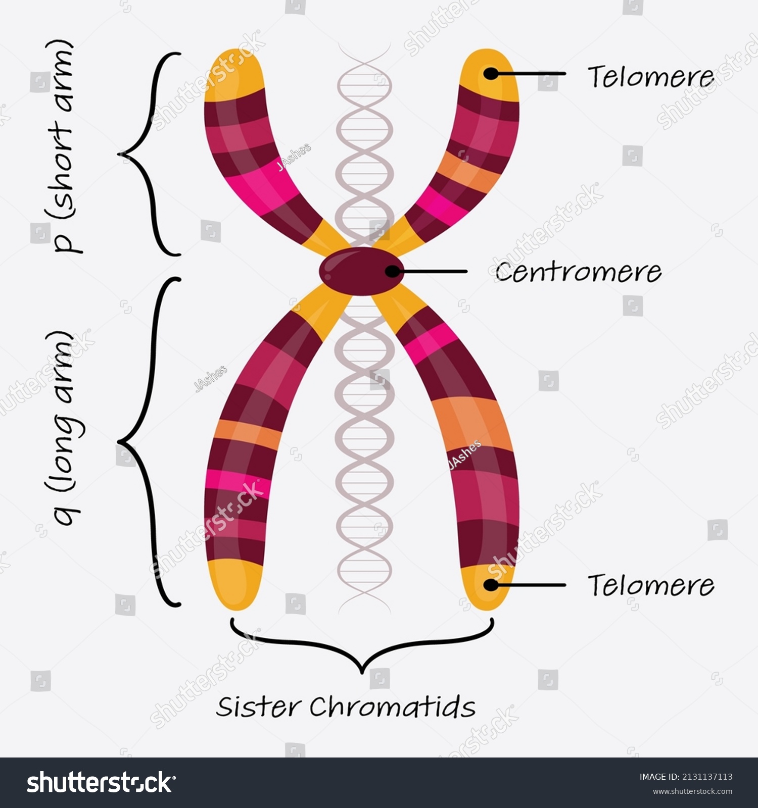 Diagram Autosome Chromosome Labels Stock Vector (Royalty Free ...