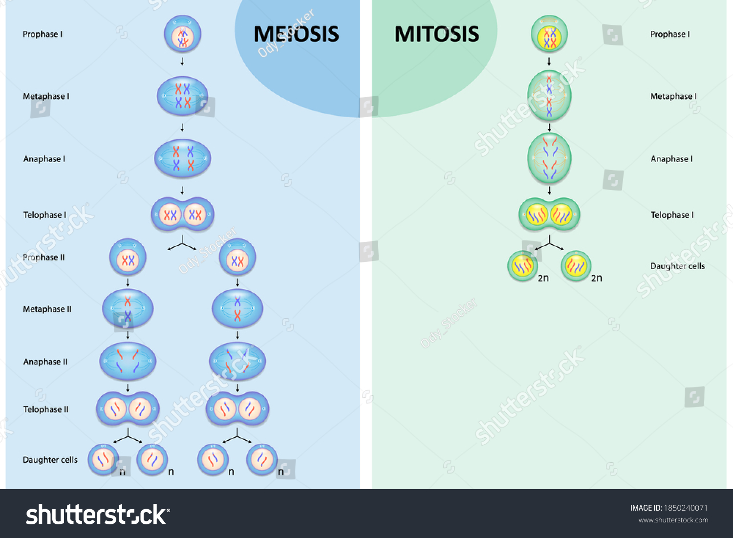 1049 Imágenes De Mitosis Y Meiosis Imágenes Fotos Y Vectores De Stock Shutterstock 8619