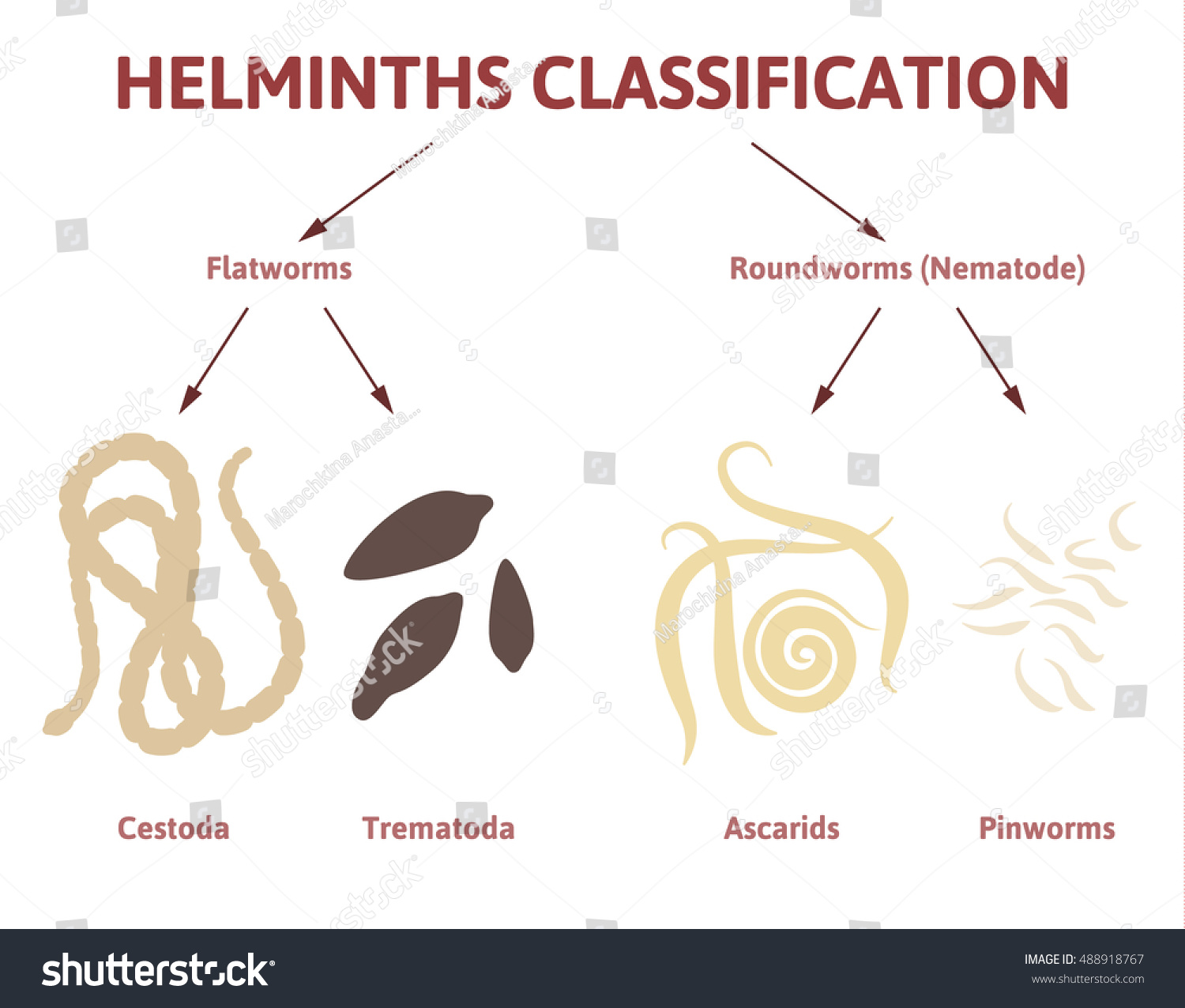 Worm Parasite Identification Chart