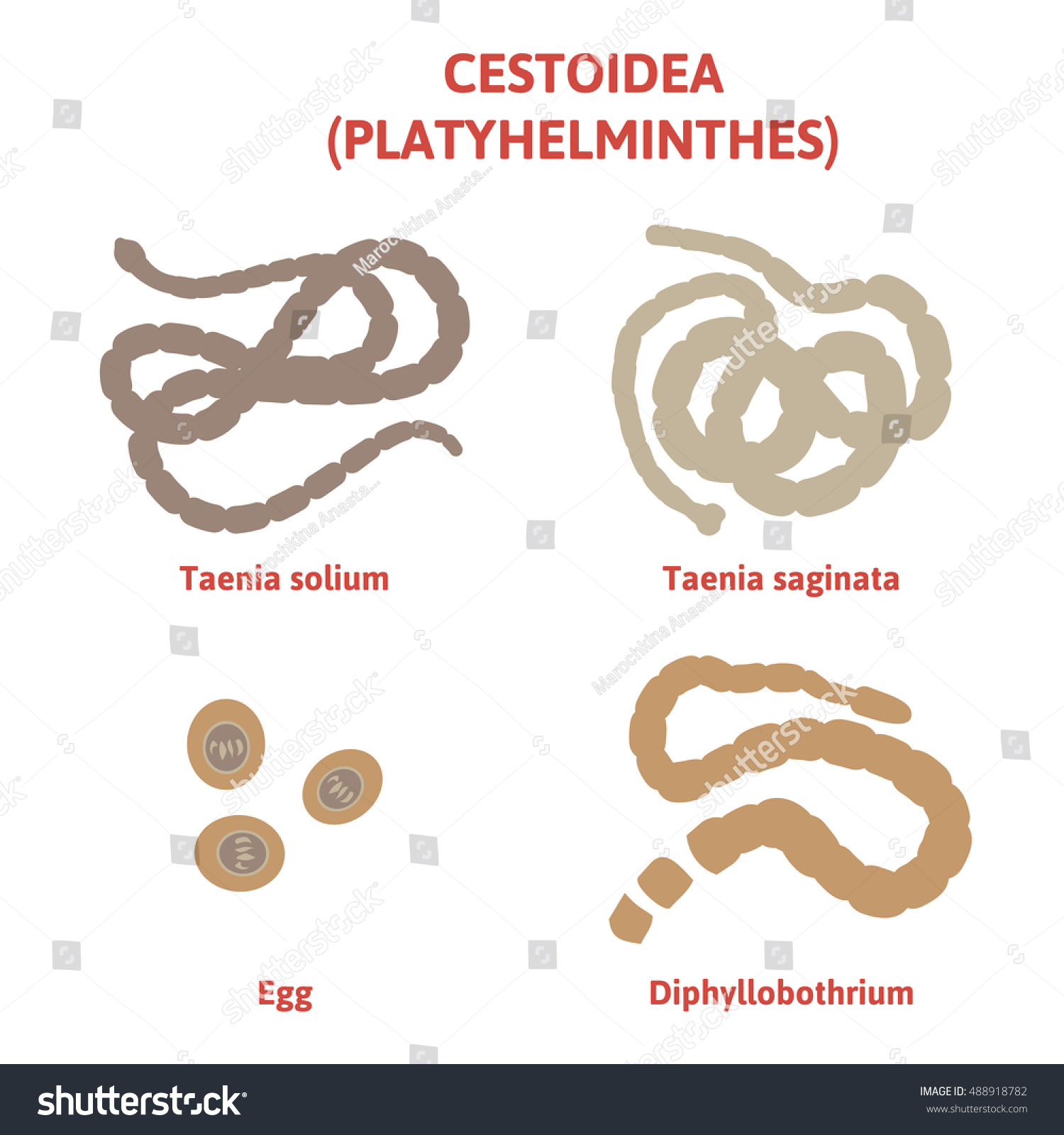 Tapeworm Types Tapeworm Types
