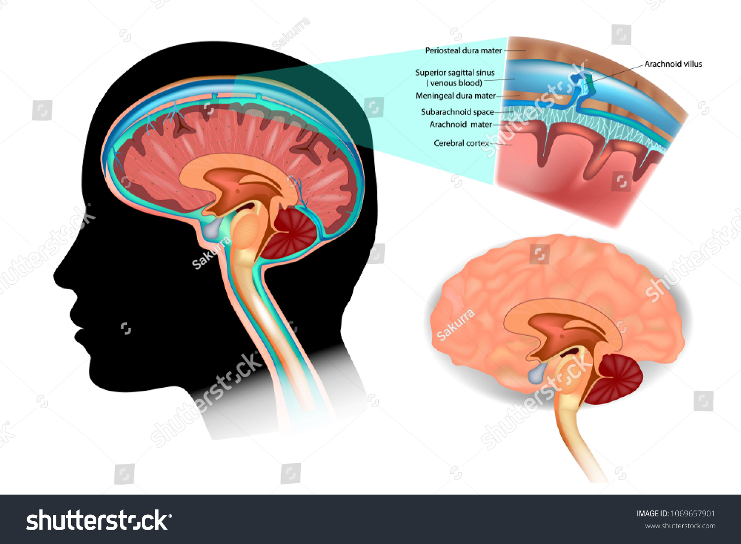 脳中枢神経系の脳脊髄液を示す図 脳構造 のベクター画像素材 ロイヤリティフリー