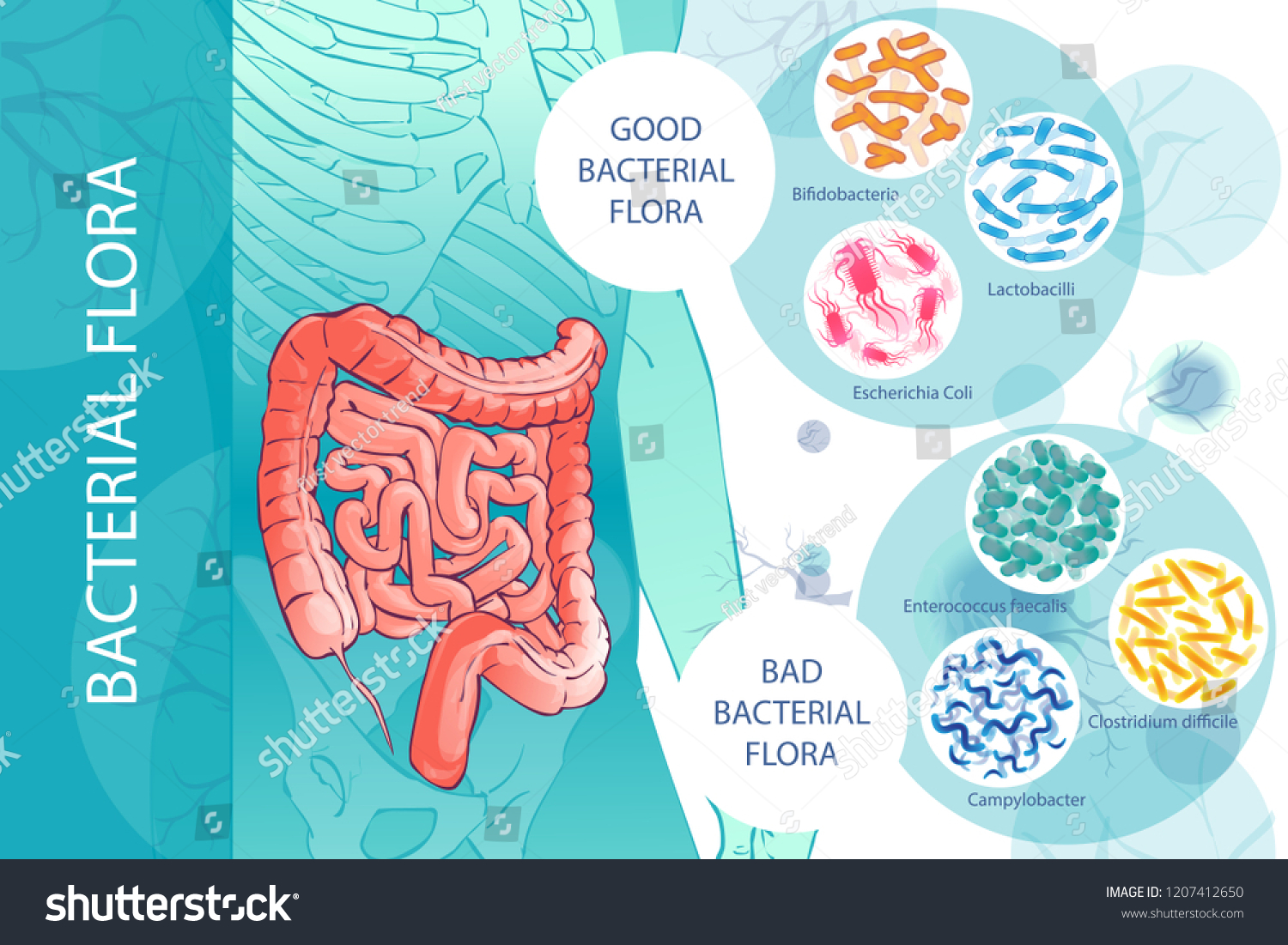 Diagram Illustration Human Colongood Bacterial Flora Stock Vector ...