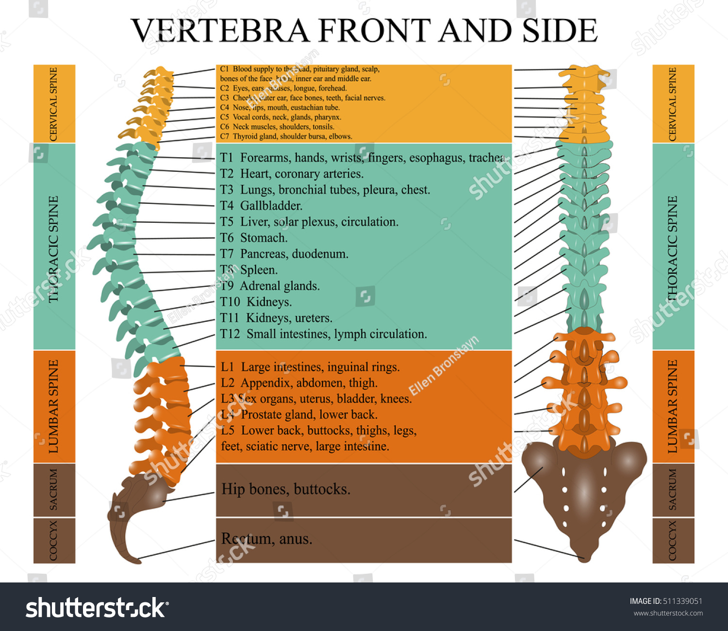 Diagram Human Spine Front Side Name Stock Vector 511339051 - Shutterstock