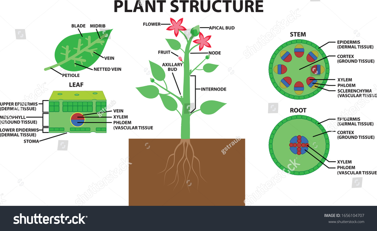 diagram-plant-structure-stock-vector-royalty-free-1656104707