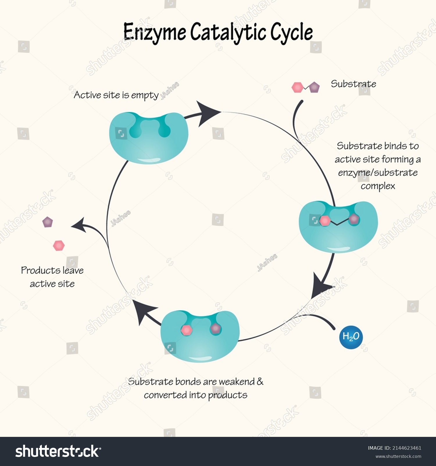 Diagram Enzyme Catalytic Cycle Stock Vector (Royalty Free) 2144623461 ...