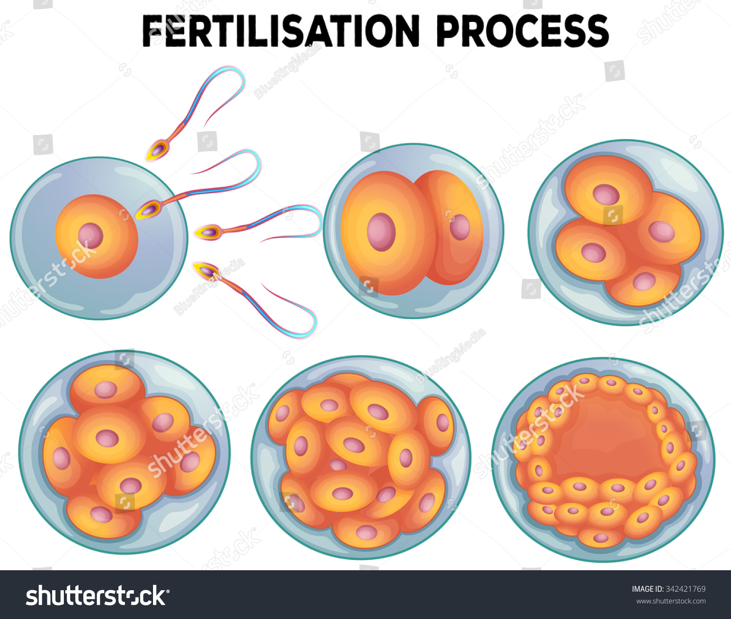 Diagram Fertilisation Process Illustration Stock Vector 342421769 Shutterstock