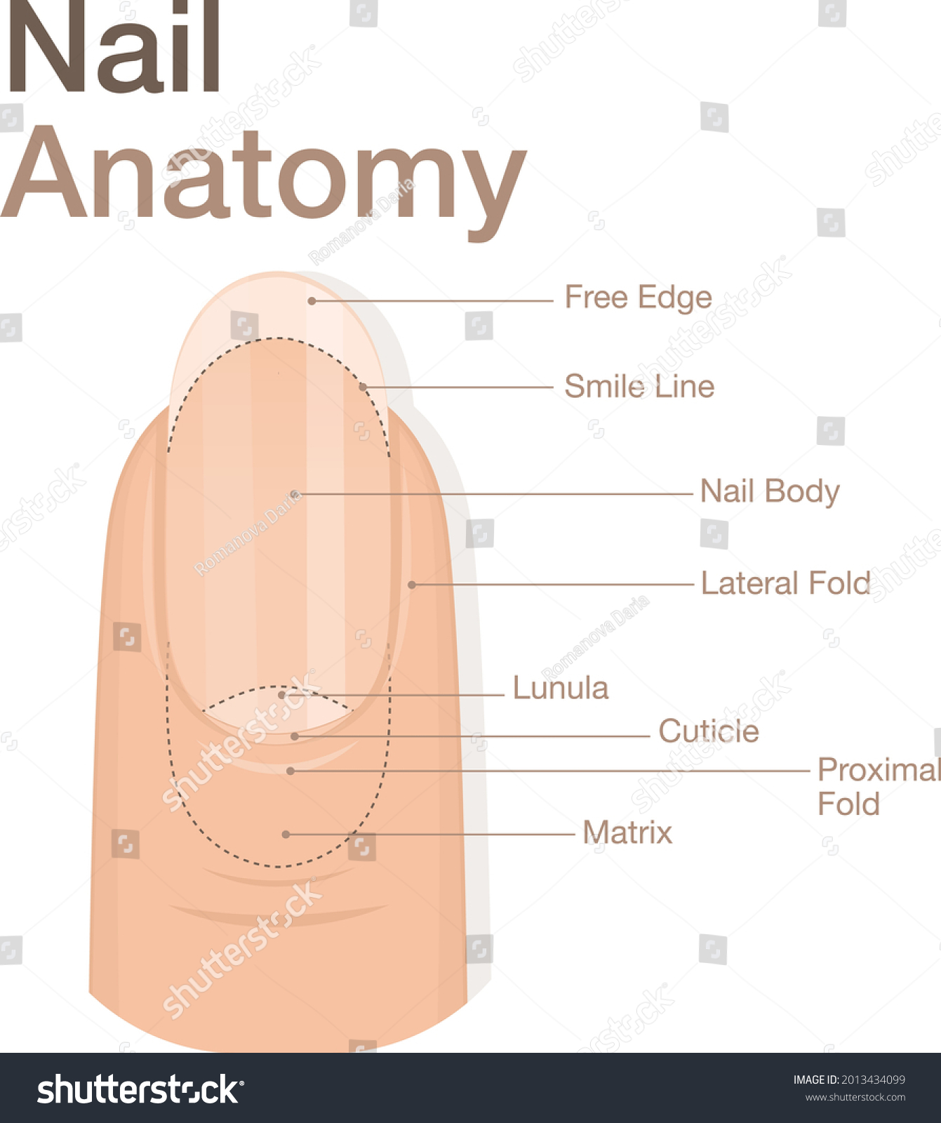 Nail diagram Images, Stock Photos & Vectors | Shutterstock