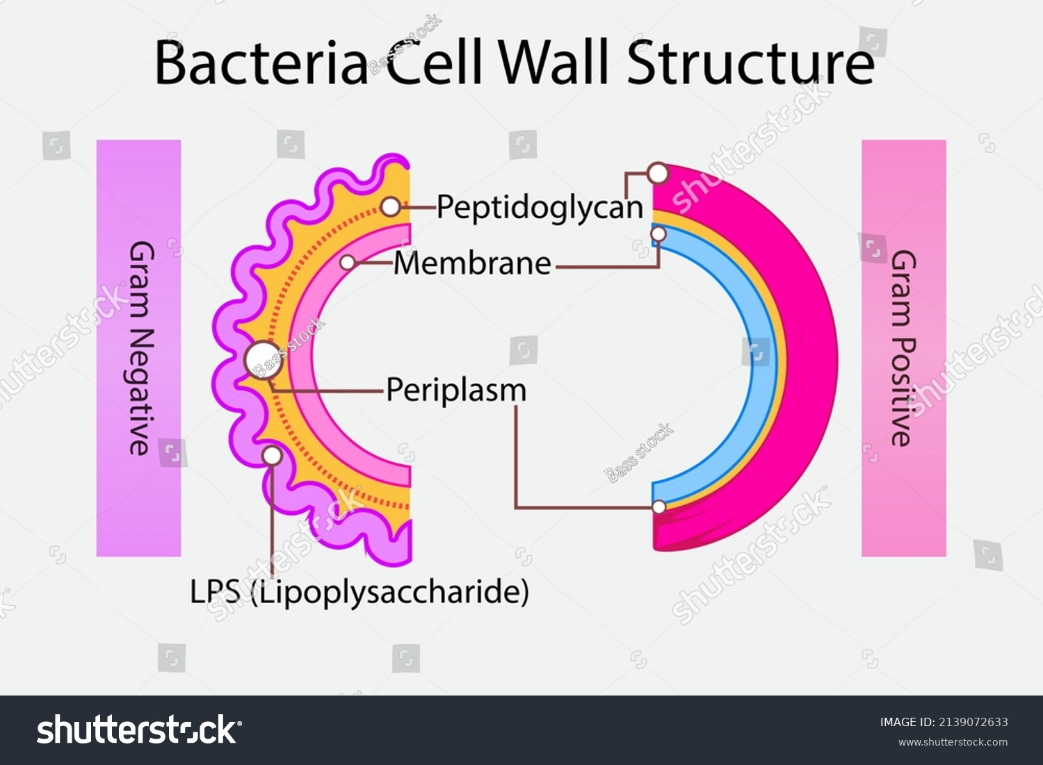 Diagram Gram Negative Gram Positive Bacteria Stock Vector Royalty Free 2139072633 6353