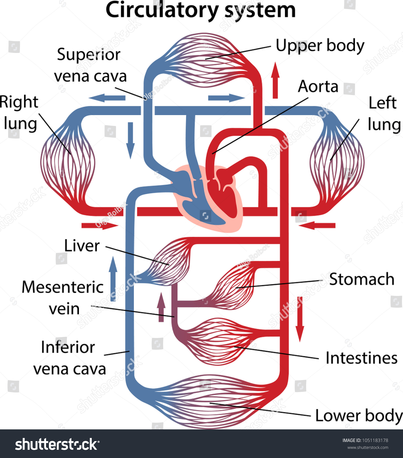 Circulatory System Diagram Labeled