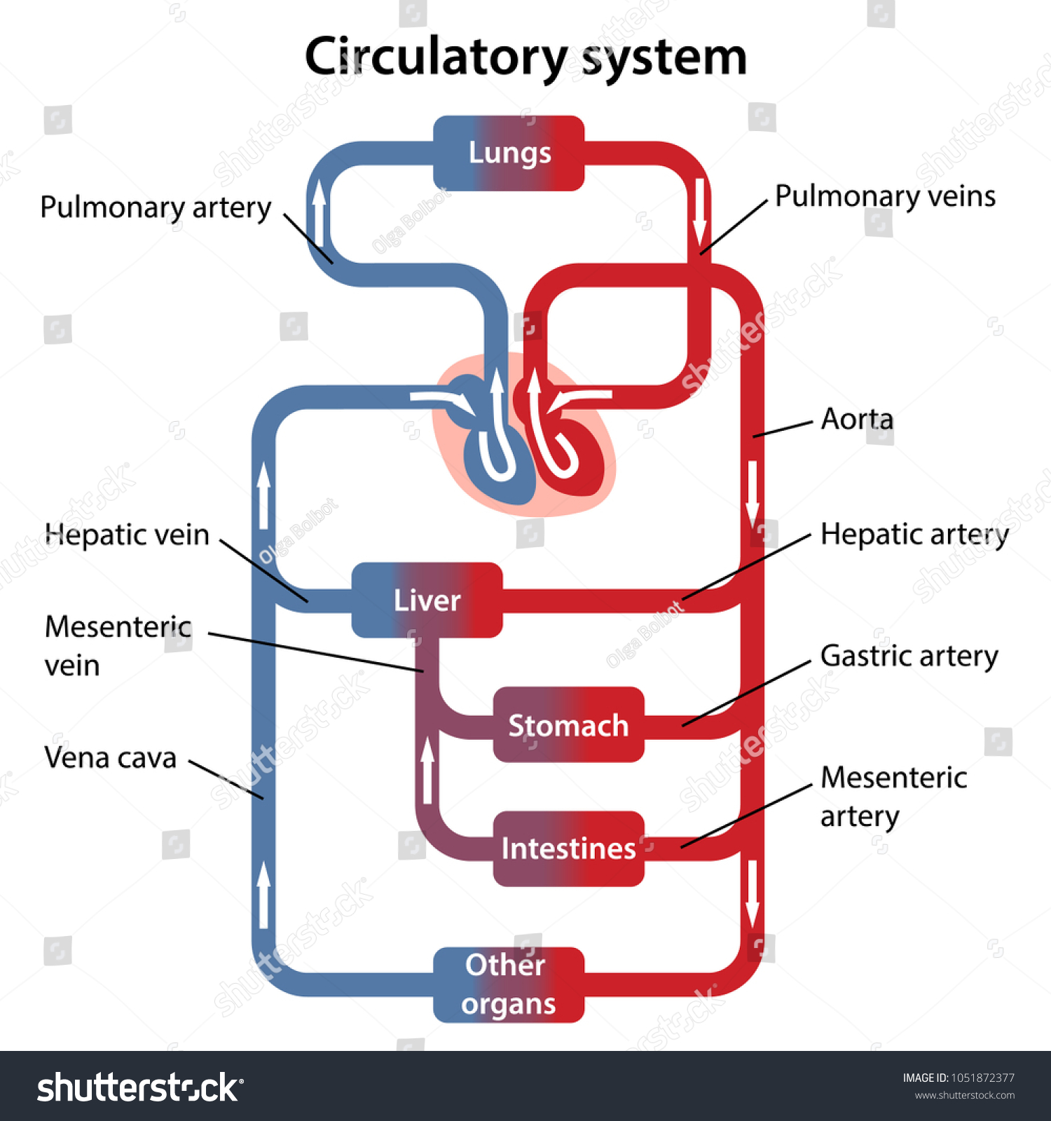 Circulatory System Labeled Diagram | World of Reference