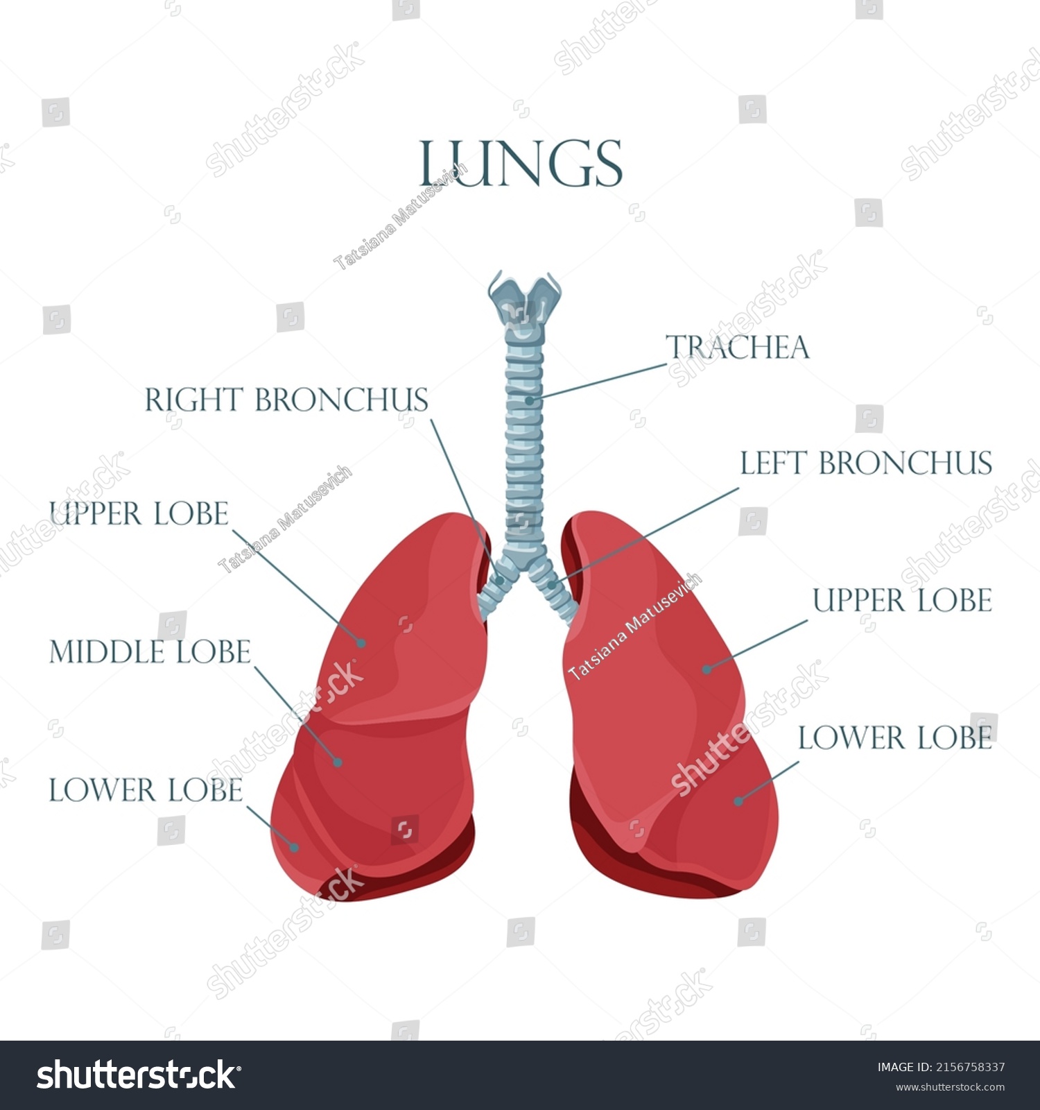 Diagram Human Lungs Trachea Respiratory System Stock Vector (Royalty ...