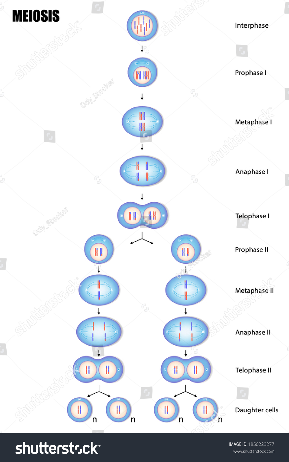 366 Cell division meiosis Stock Vectors, Images & Vector Art | Shutterstock