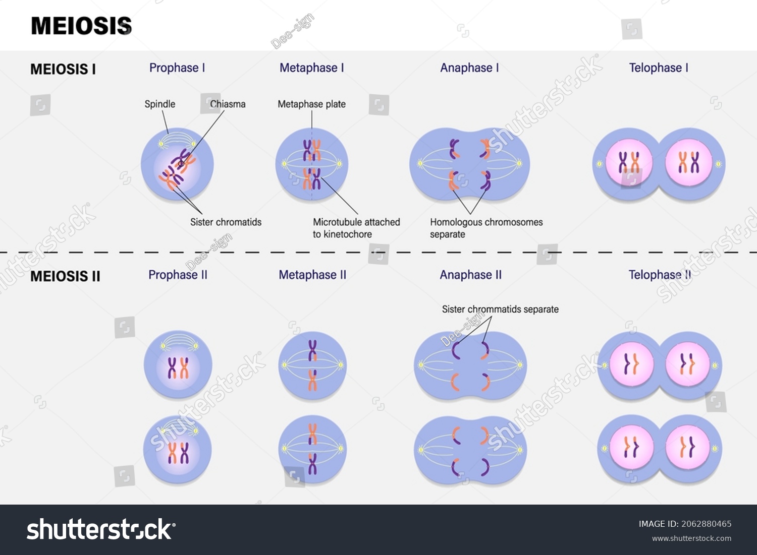 Vektor Stok Diagram Meiosis Prophase Metaphase Anaphase Telophase