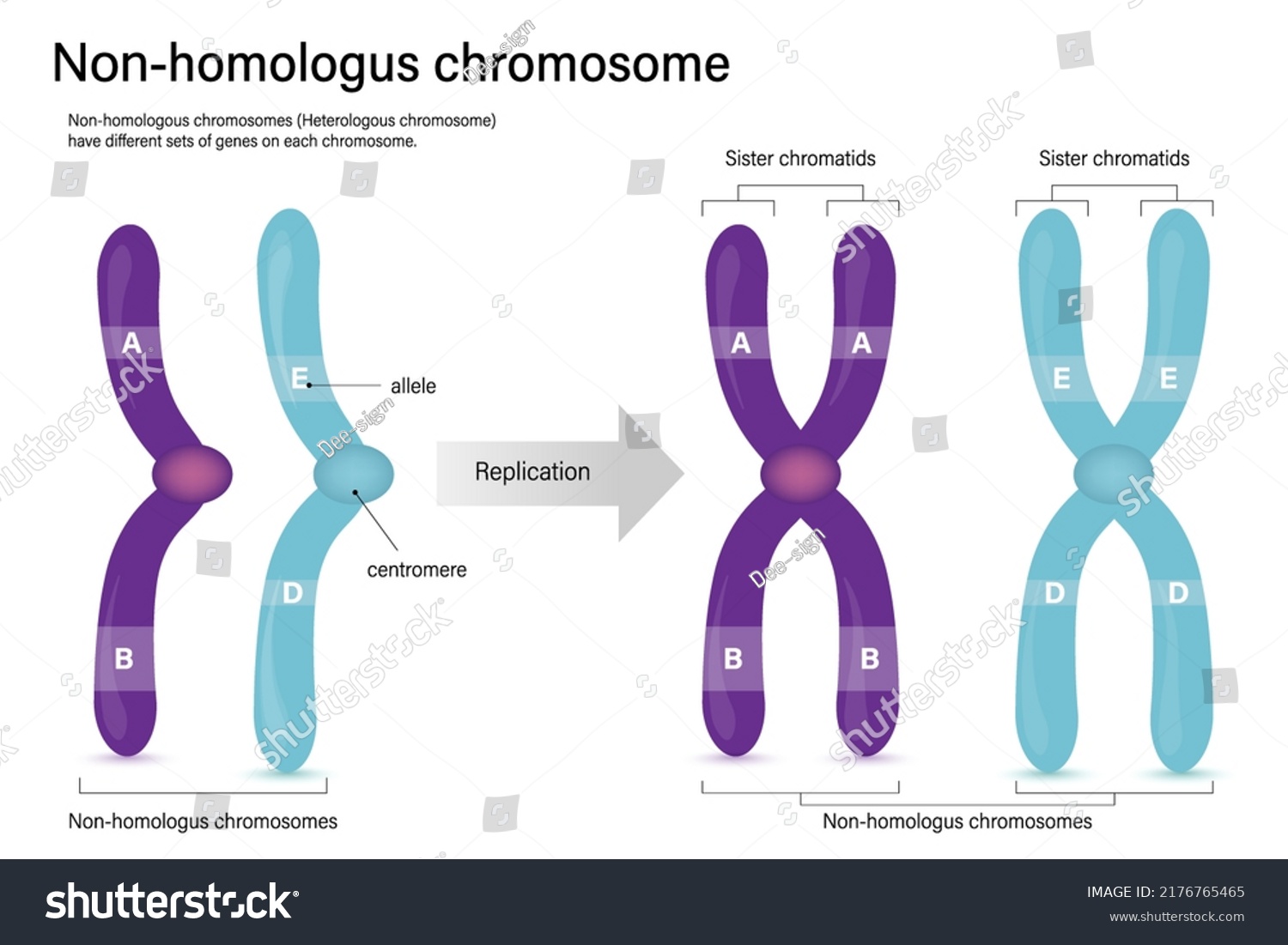 Diagram Nonhomologus Chromosome Sister Chromatids Heterologus Stock