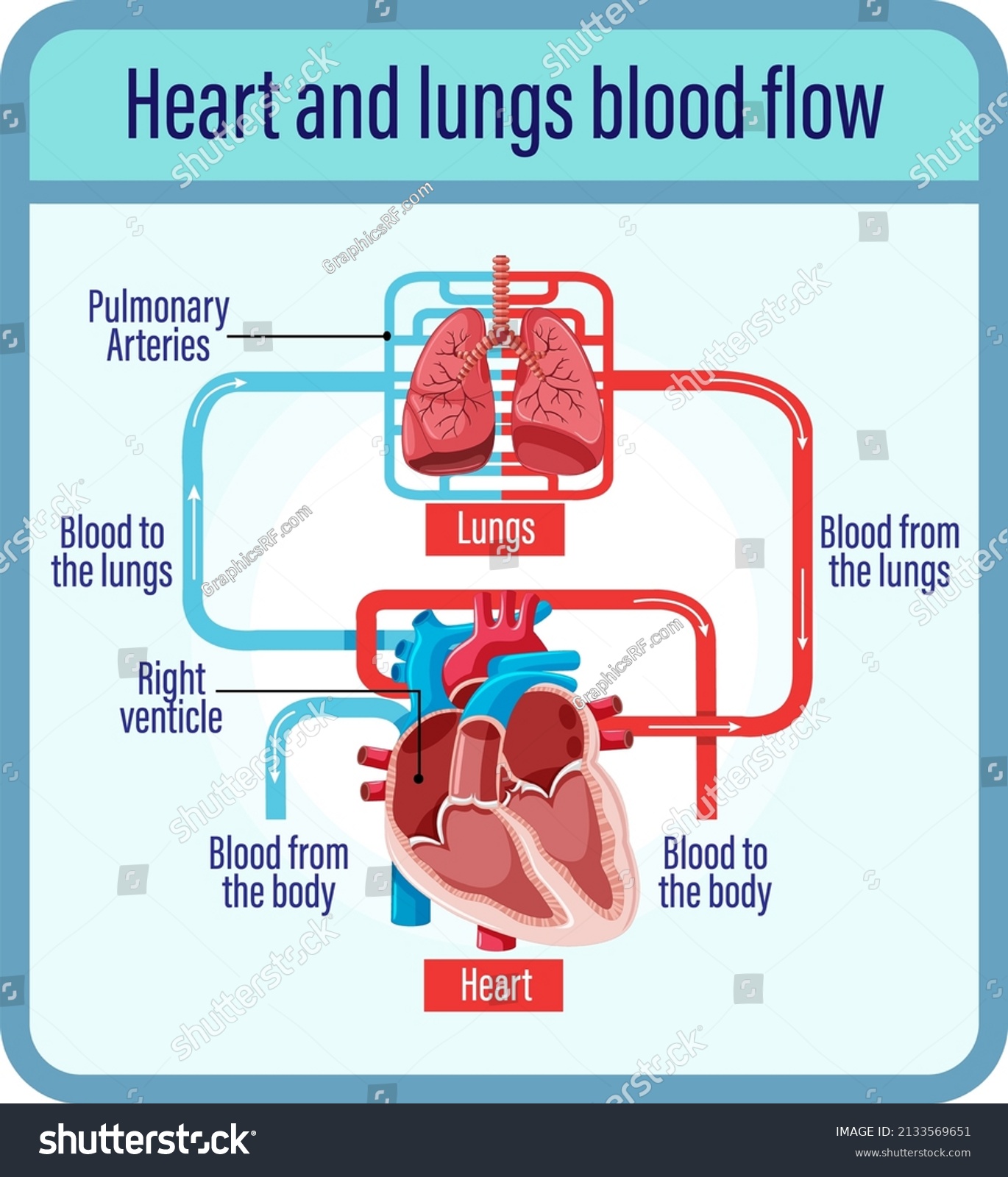 Diagram Showing Blood Flow Human Heart Stock Vector Royalty Free