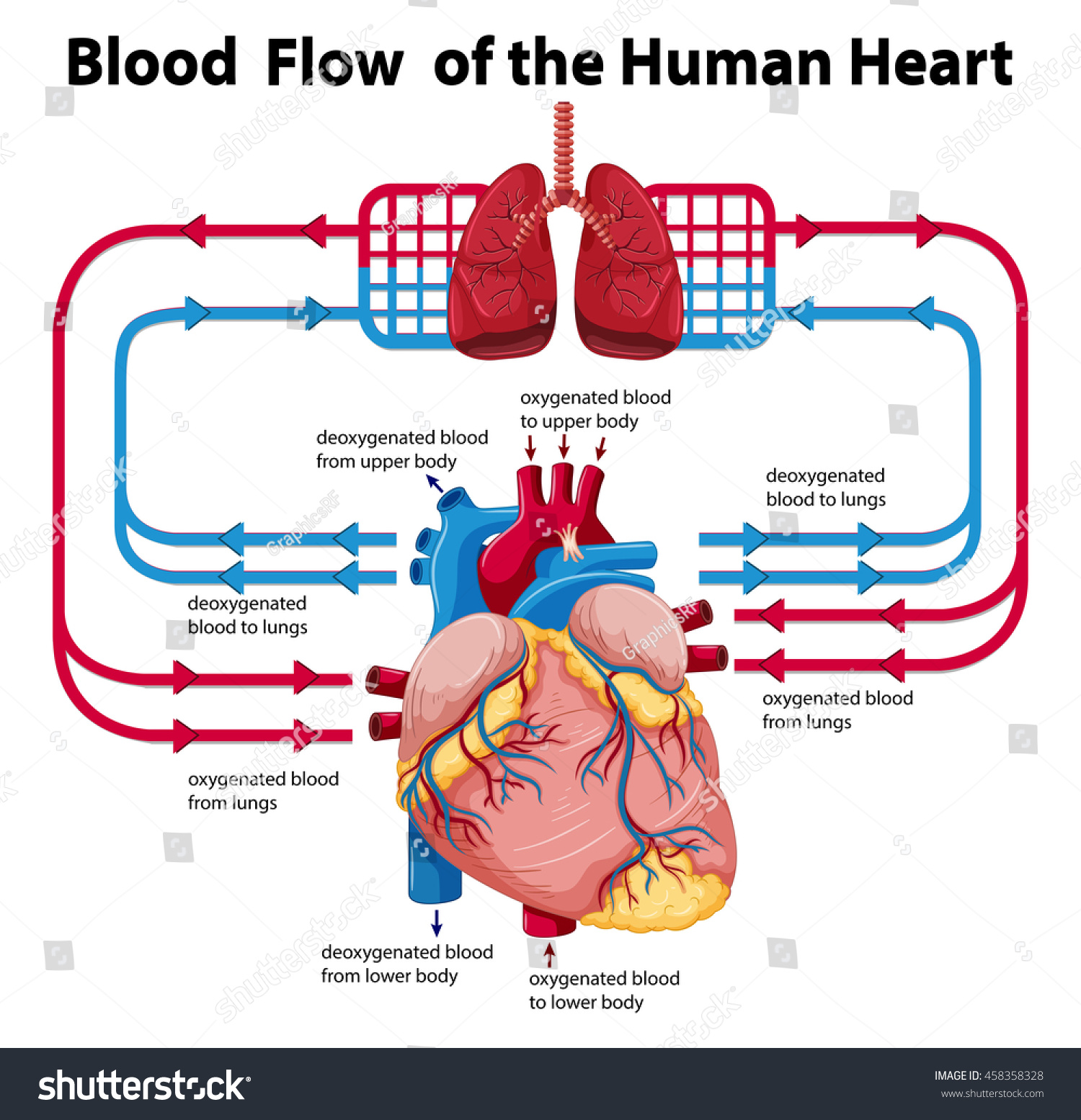 Blood vessels are intricate networks of hollow tubes that transport blood throughout the en. Diagram Showing Blood Flow Human Heart Stock Vector Royalty Free 458358328