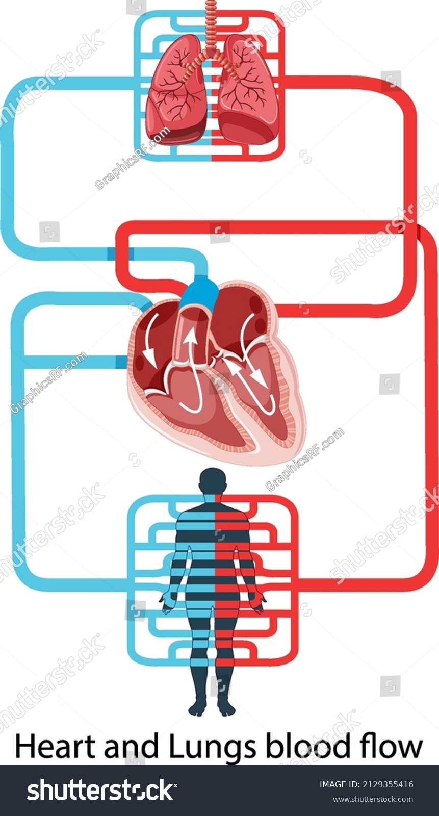 Diagram Showing Blood Flow Human Heart Stock Vector (Royalty Free ...