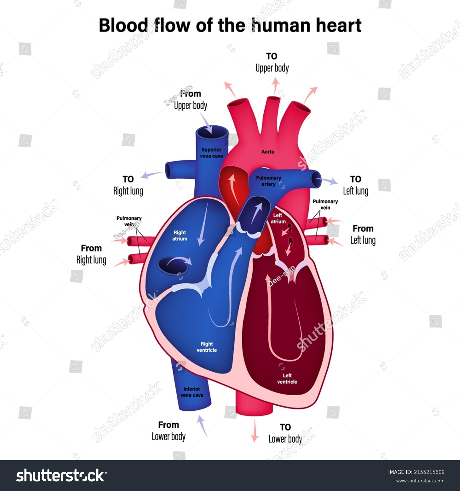 Diagram Showing Blood Flow Human Heart Stock Vector (Royalty Free ...